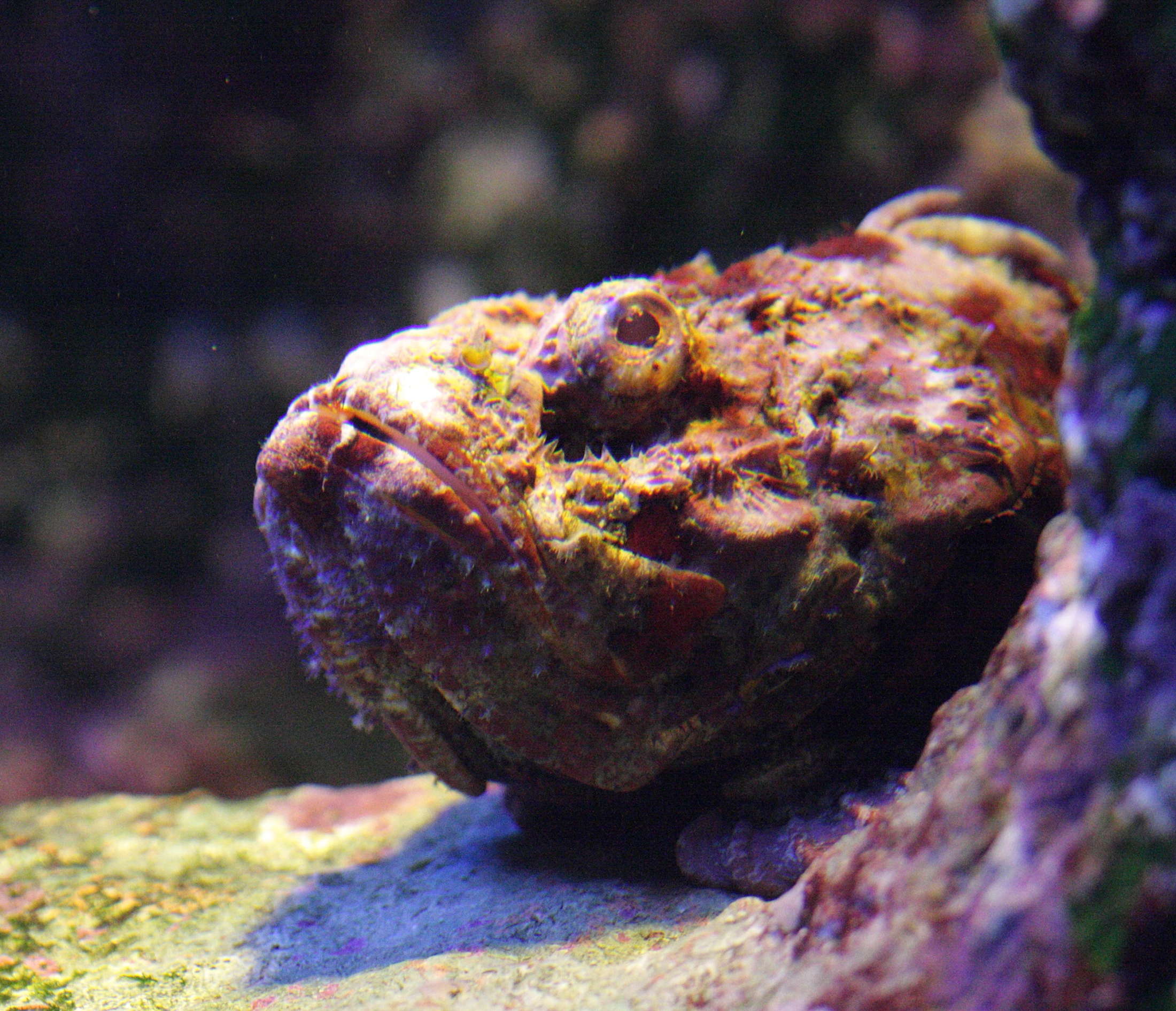 synanceia_verrucosa2bd