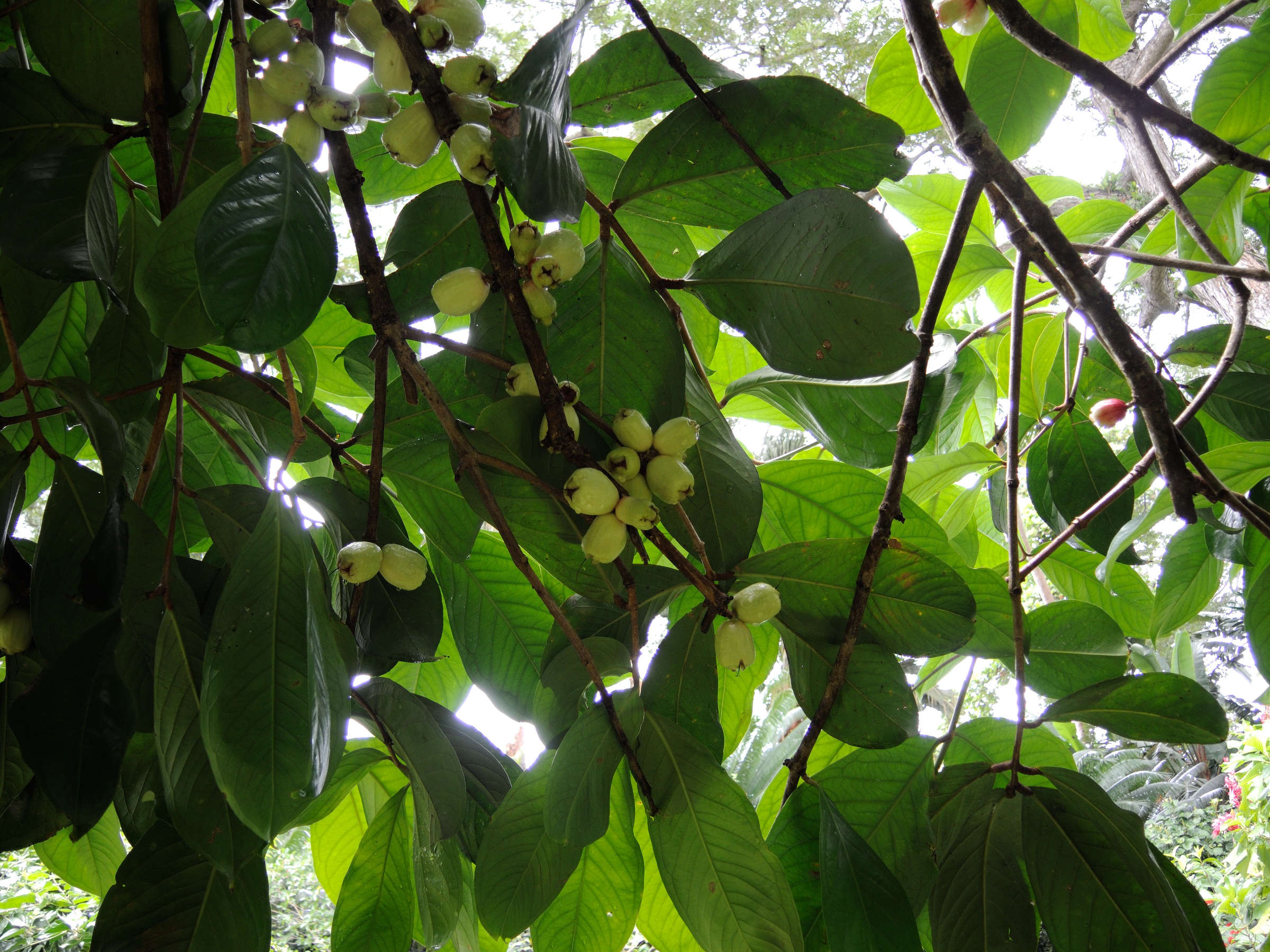 Afficher le média syzygium_malaccense4md syzygium_malaccense4md
