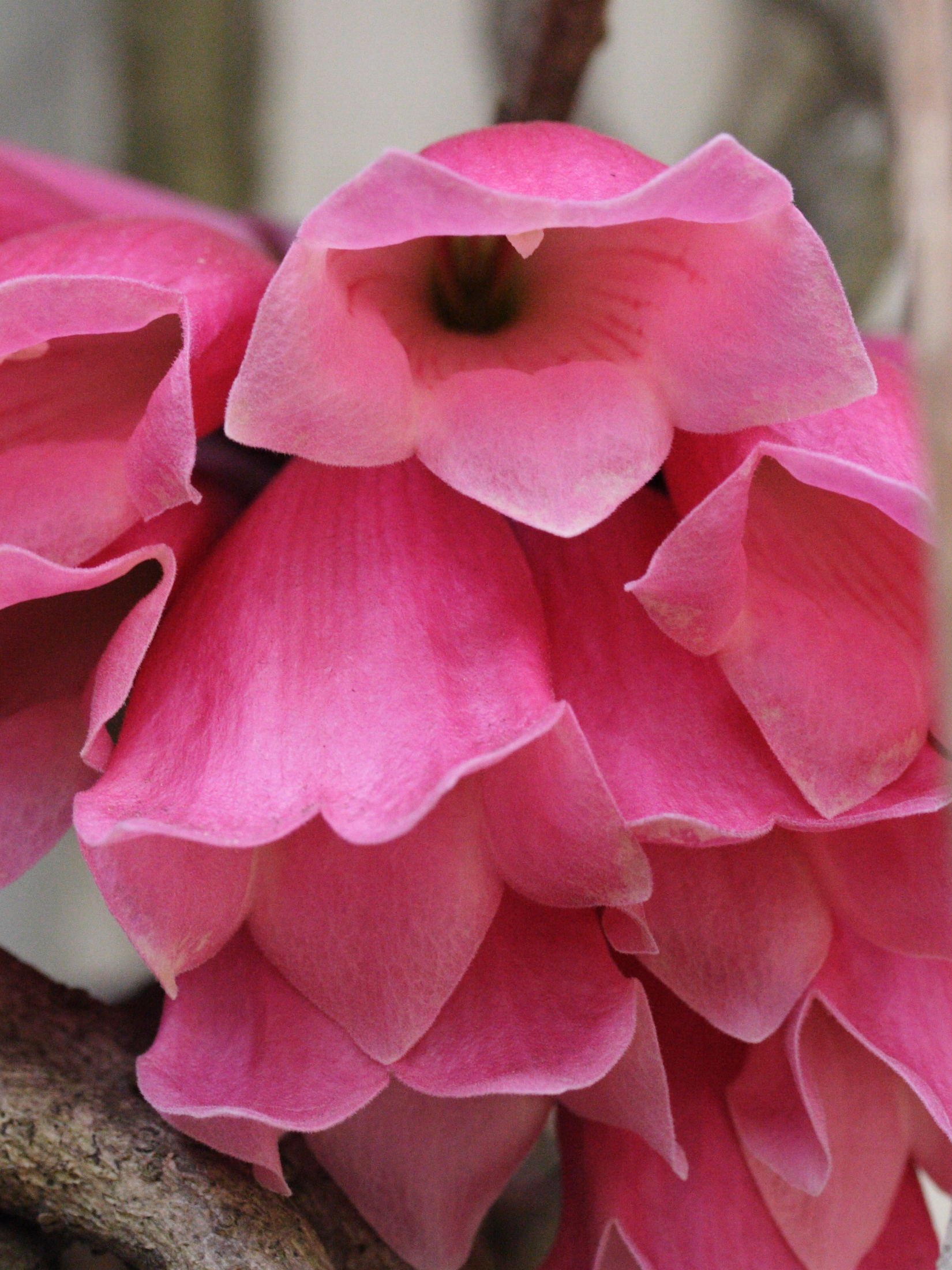 tecomanthe_venusta2md