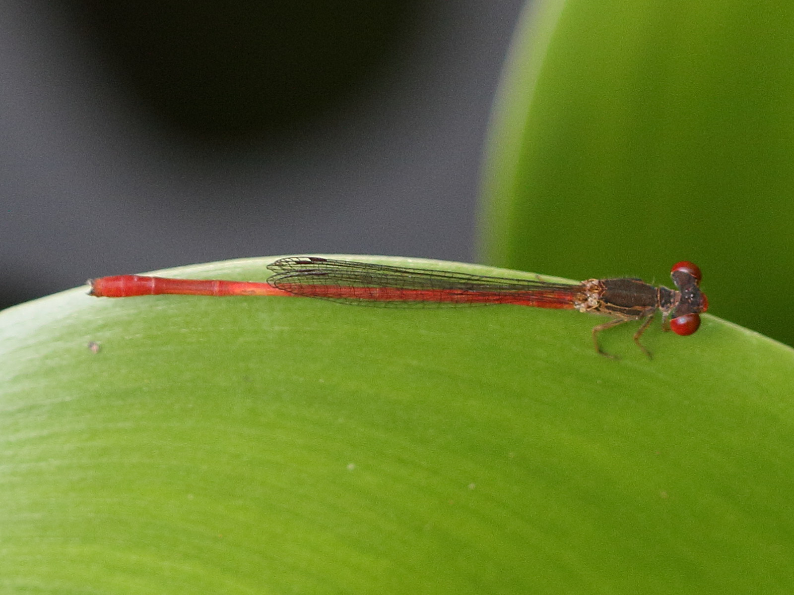 telebasis_digiticollis2bd