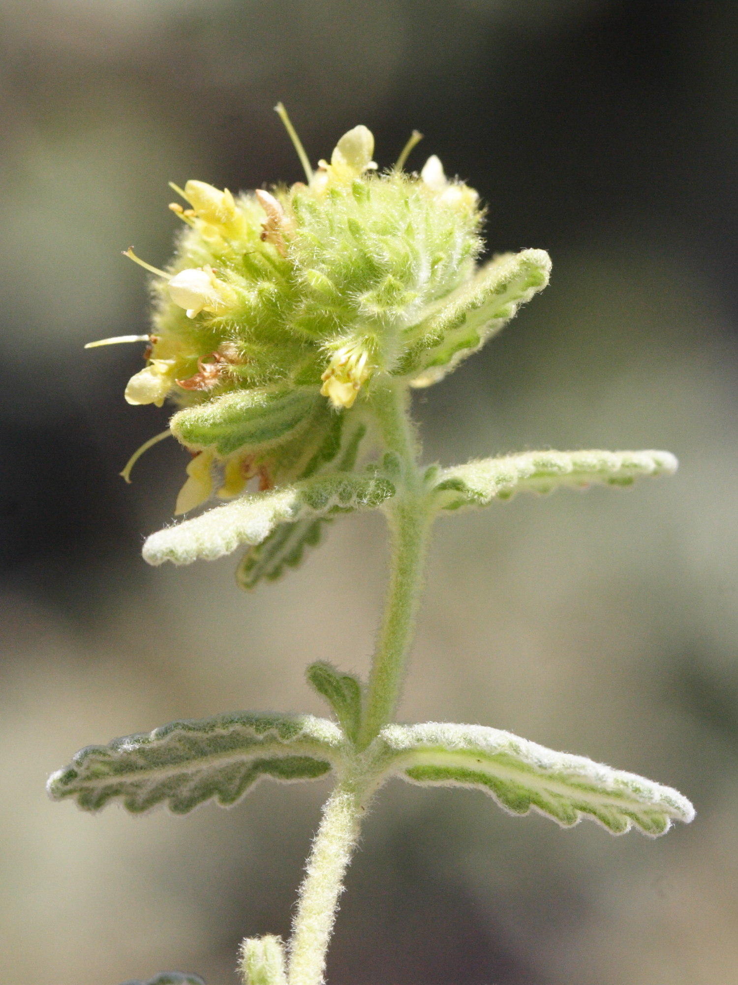 Teucrium_aureum