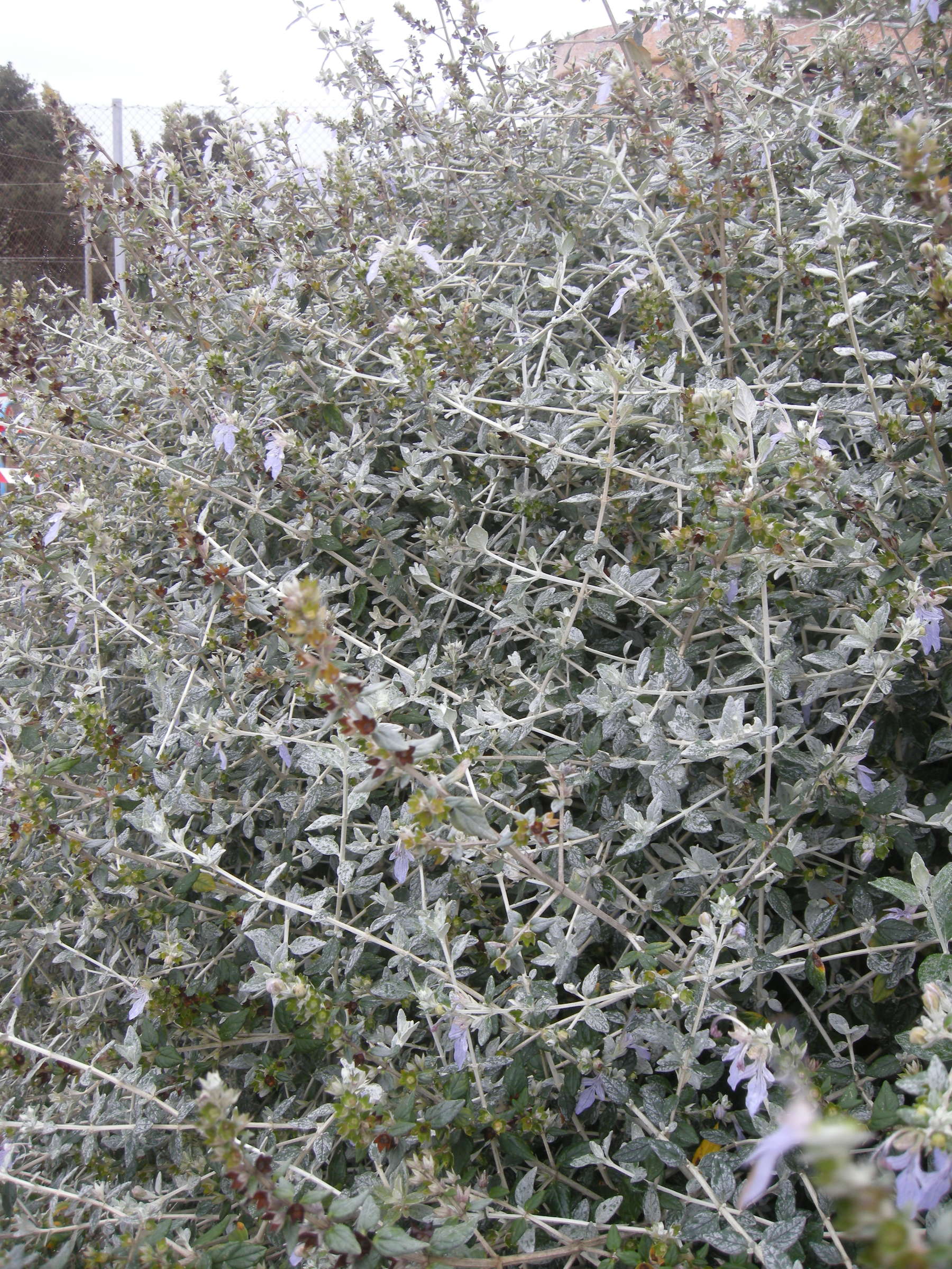 teucrium_fruticans4md