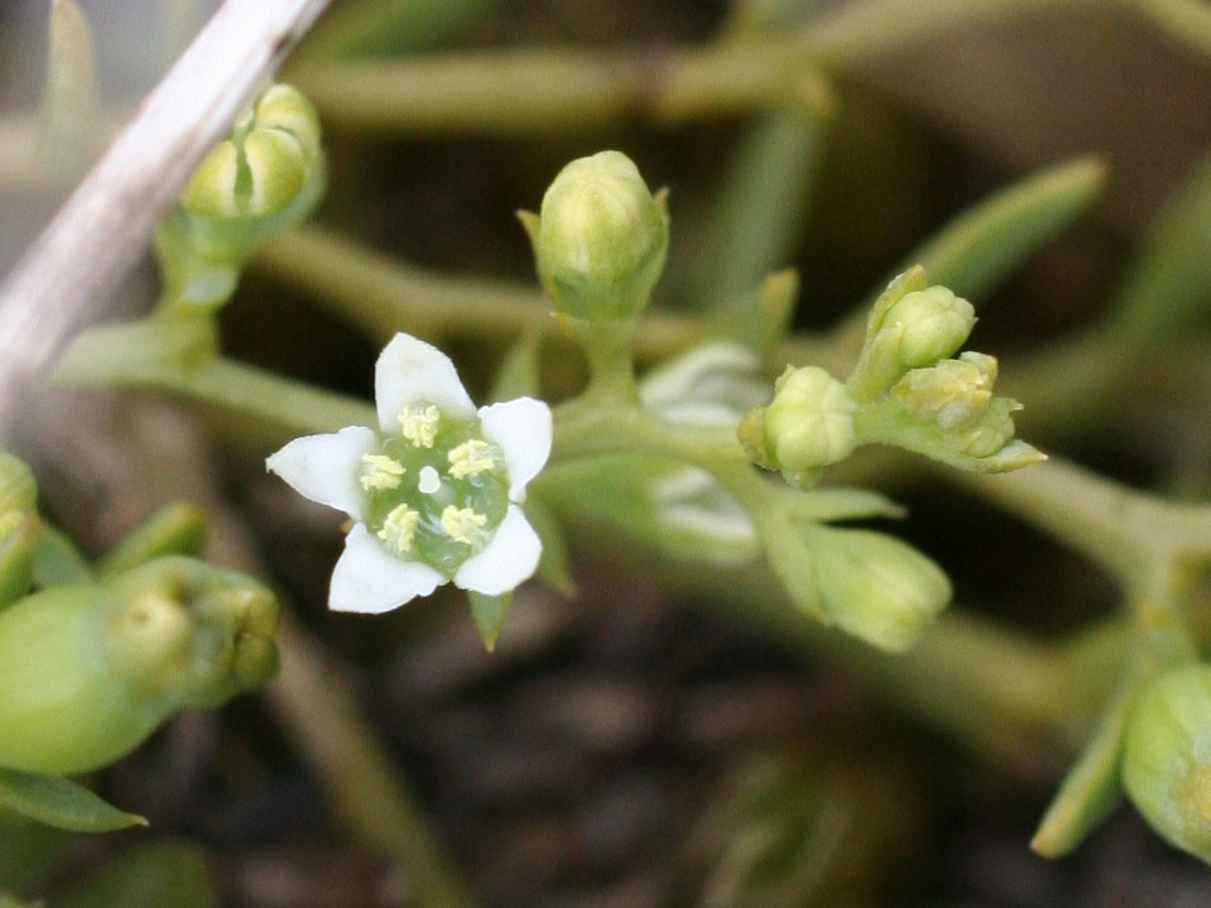 thesium_humifusum3md