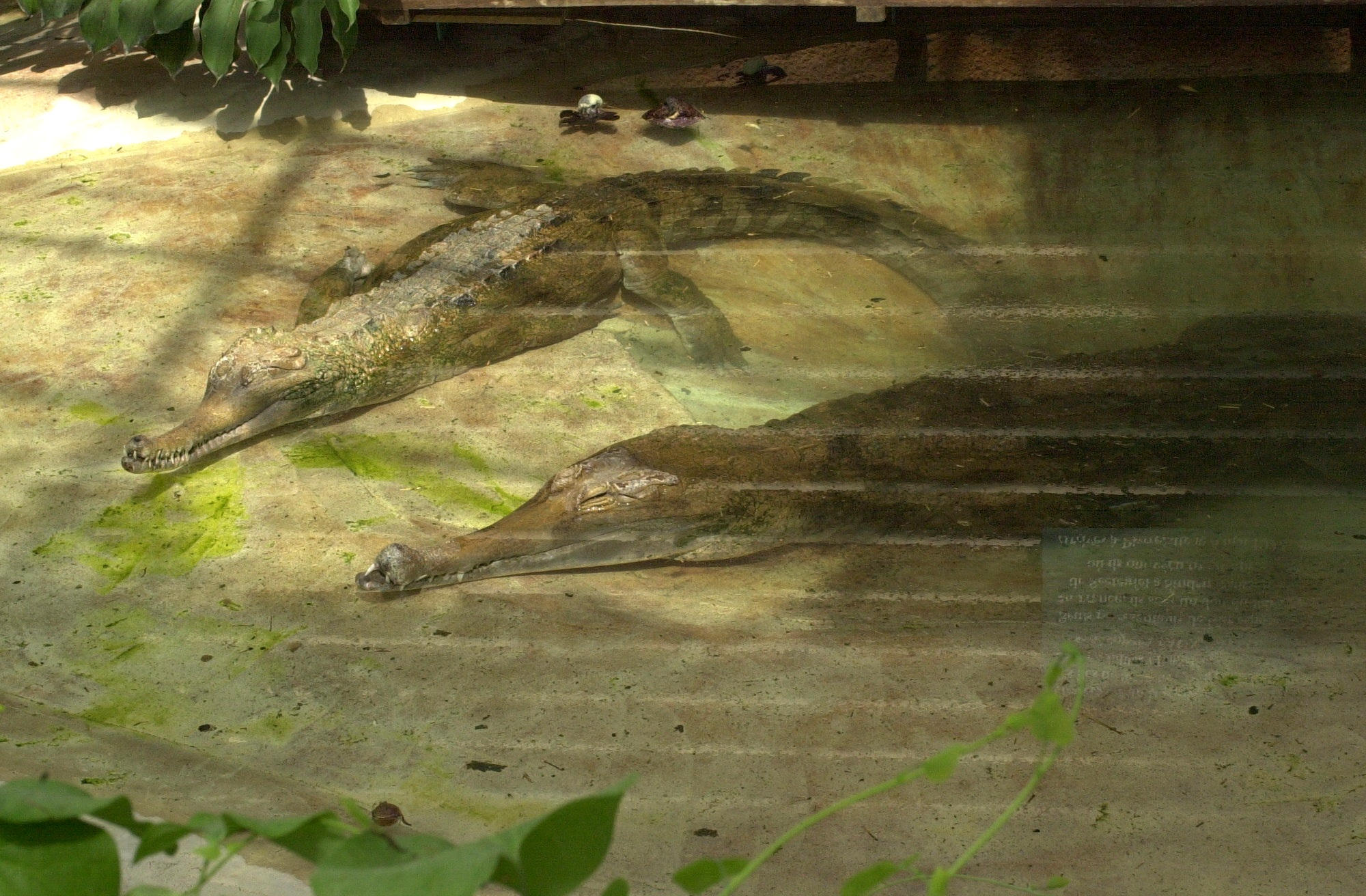 tomistoma_schlegelii1md