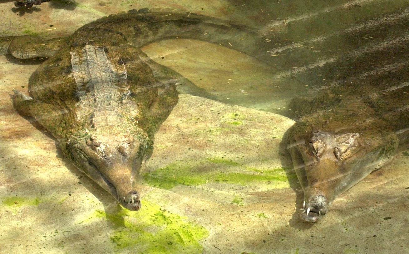 tomistoma_schlegelii2md