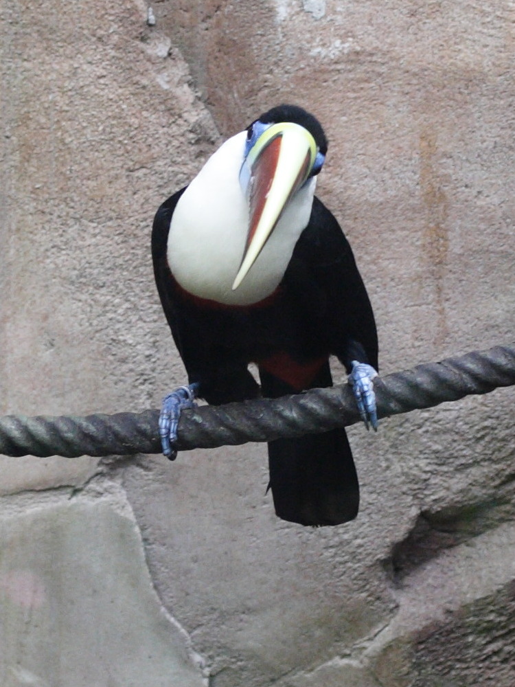 toucan_a_bec_rouge_-_ramphastos_tucanus2bmd