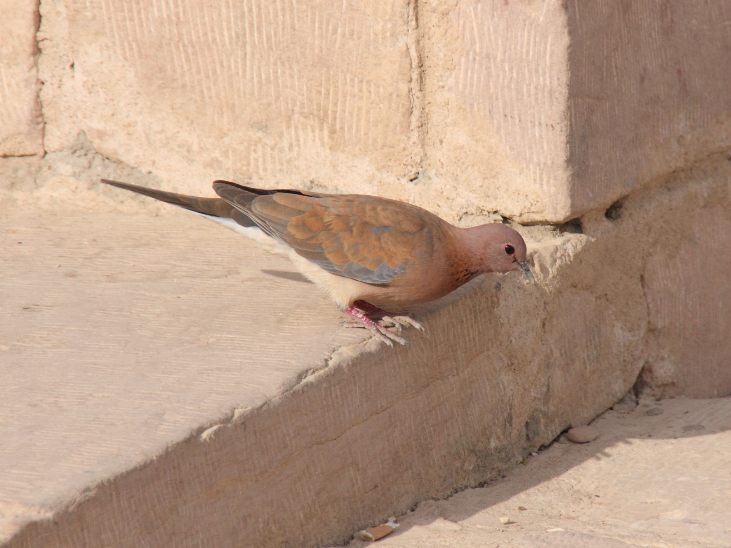 Afficher le média tourterelle_maillee_-_streptopelia_senegalensis4sd tourterelle_maillee_-_streptopelia_senegalensis4sd