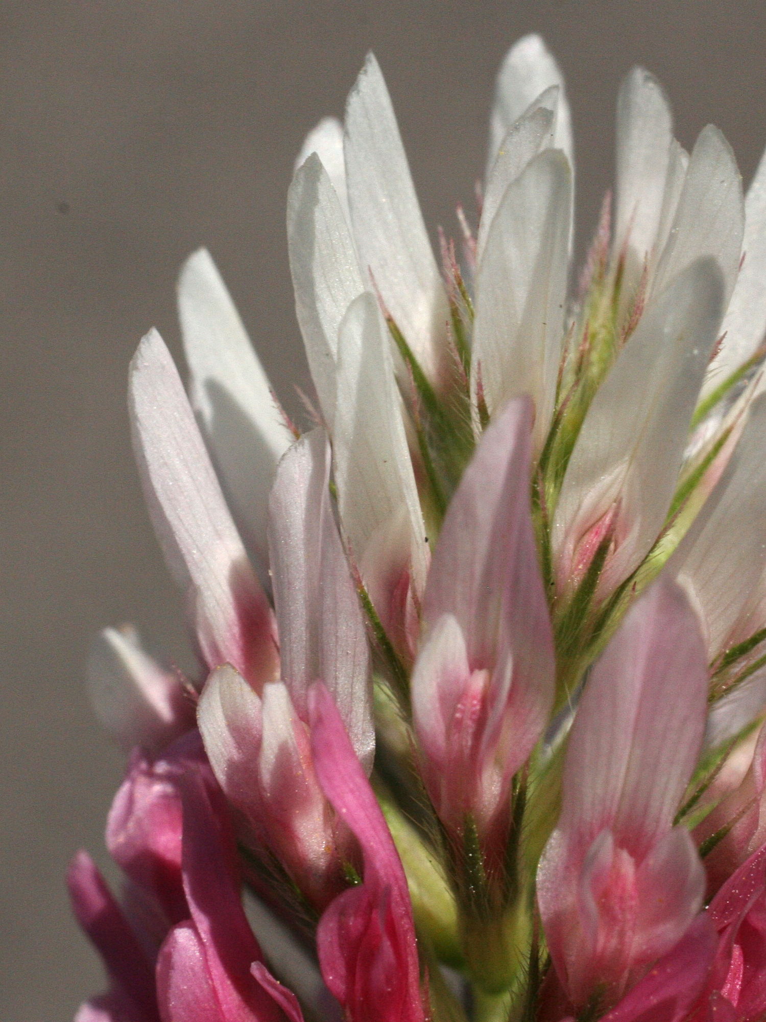 trifolium_incarnatum5md