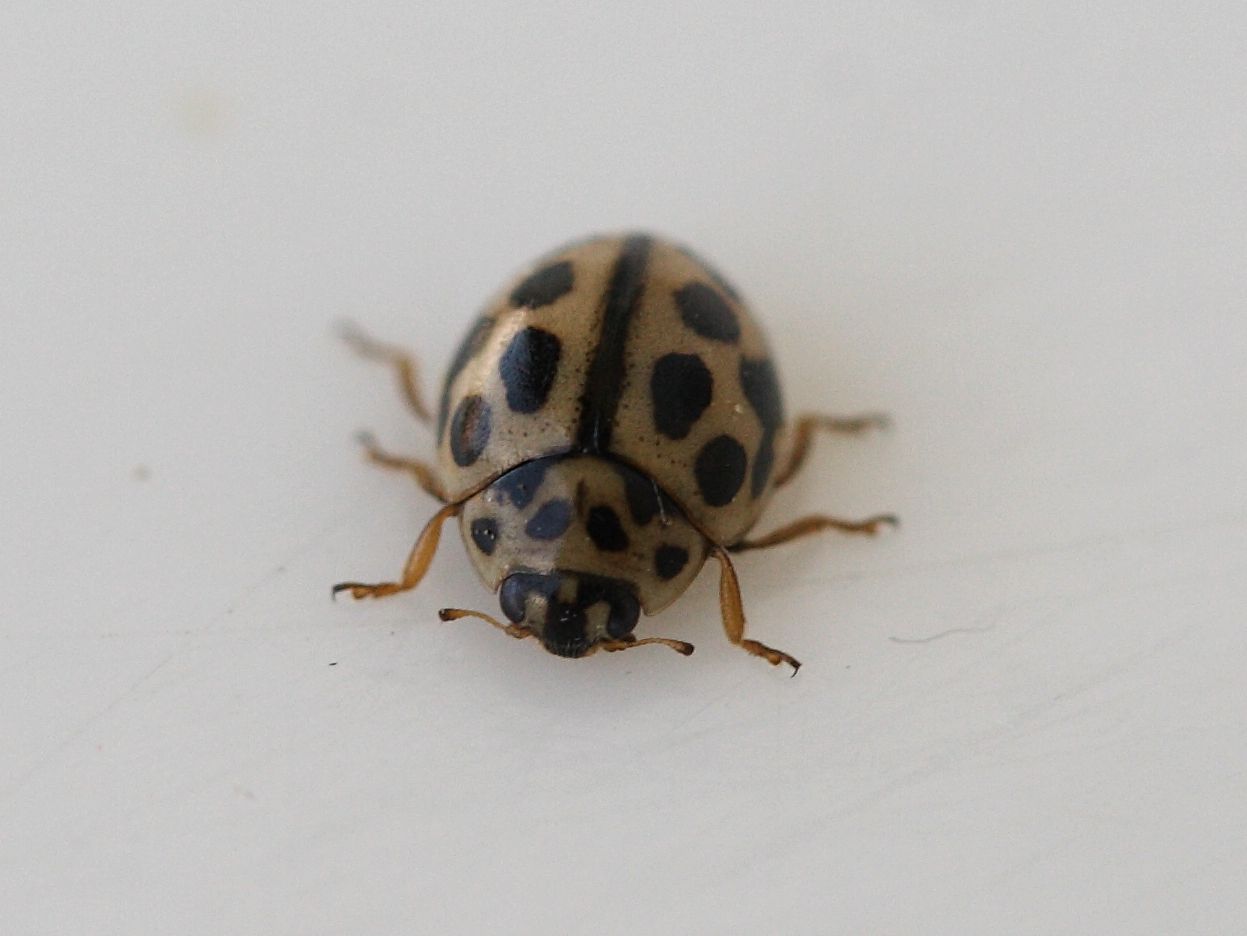 Afficher le média tytthaspis_sedecimpunctata4md tytthaspis_sedecimpunctata4md