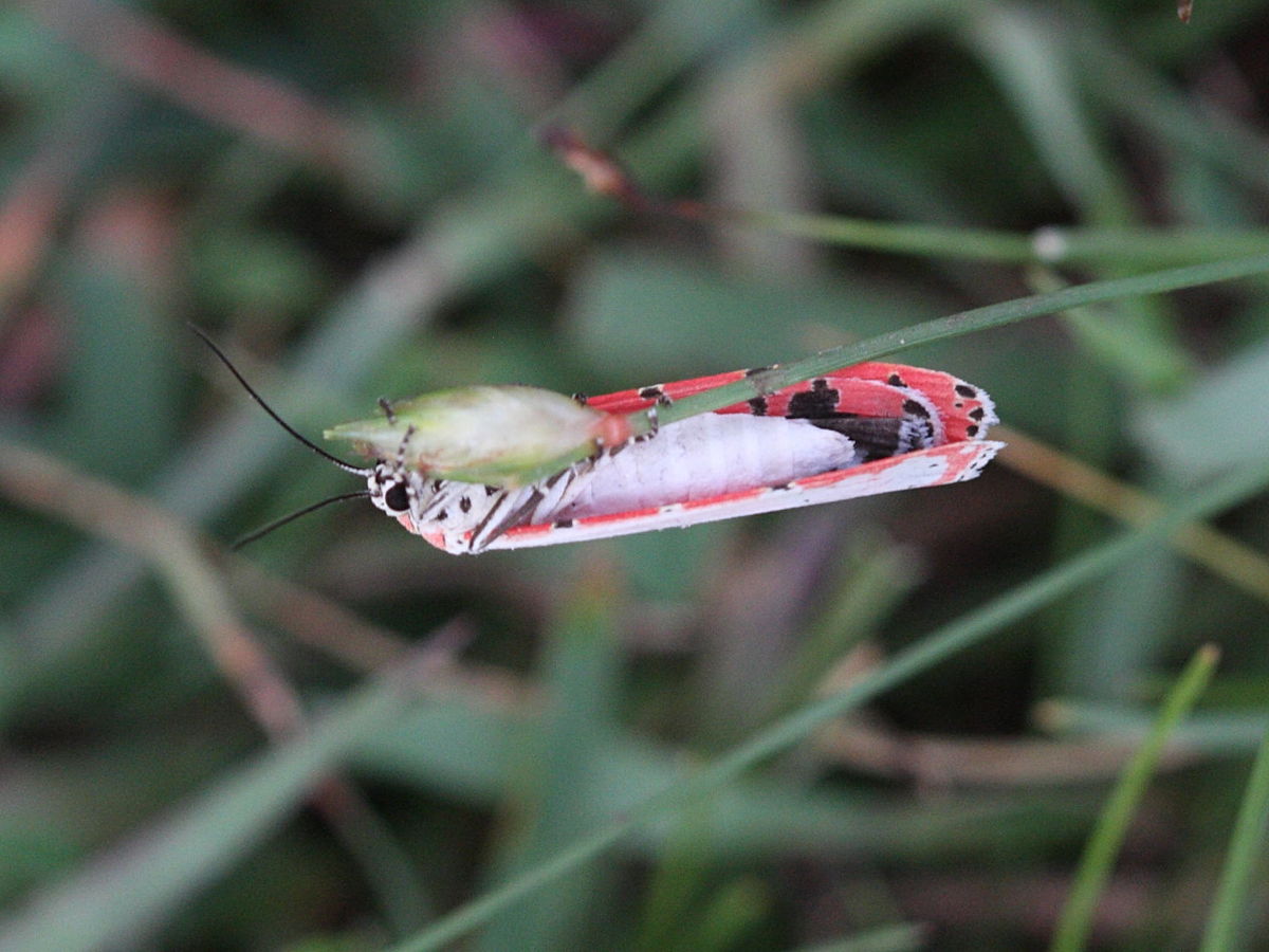 utetheisa_ornatrix2md