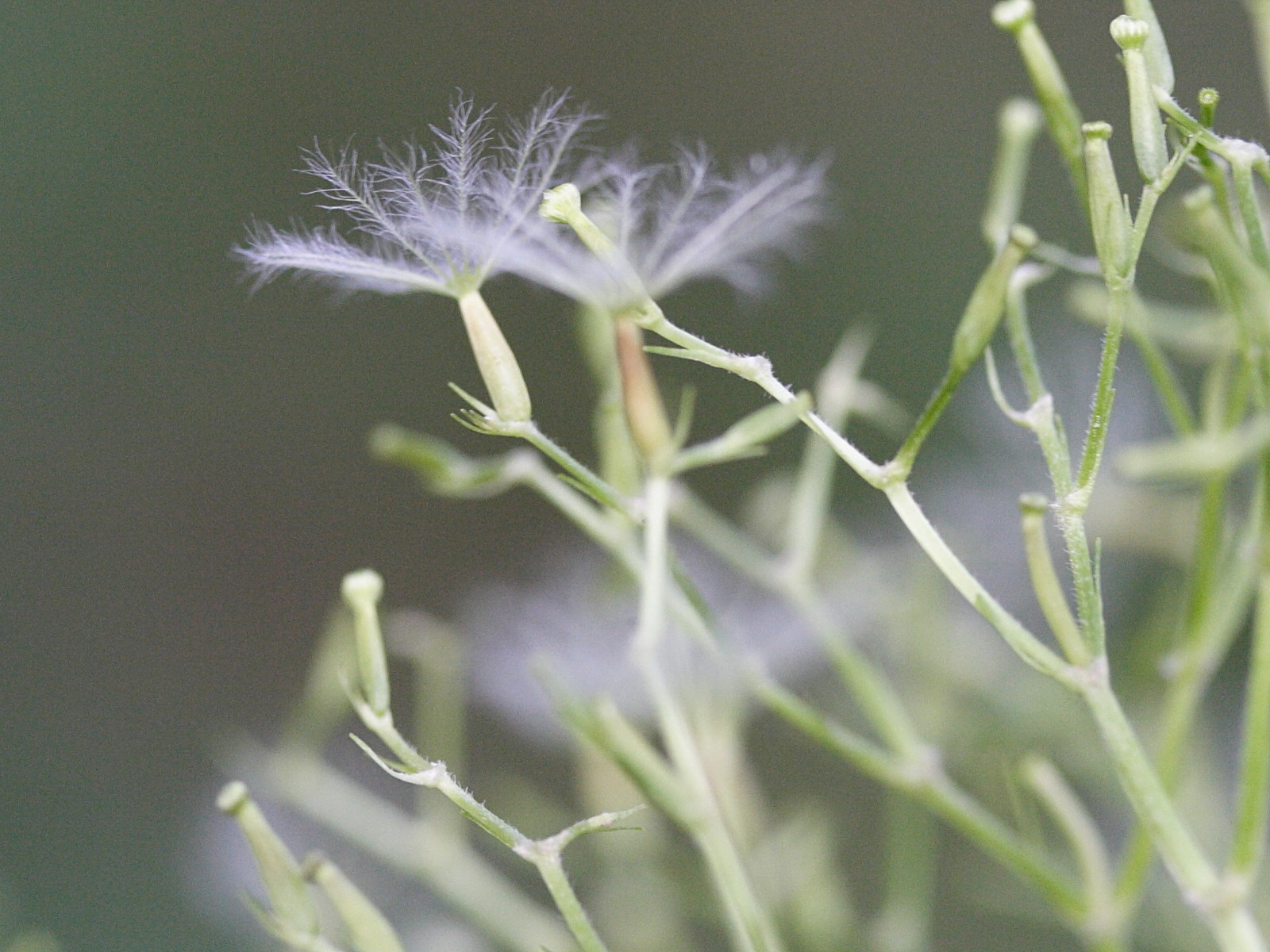 valeriana_pyrenaica2md