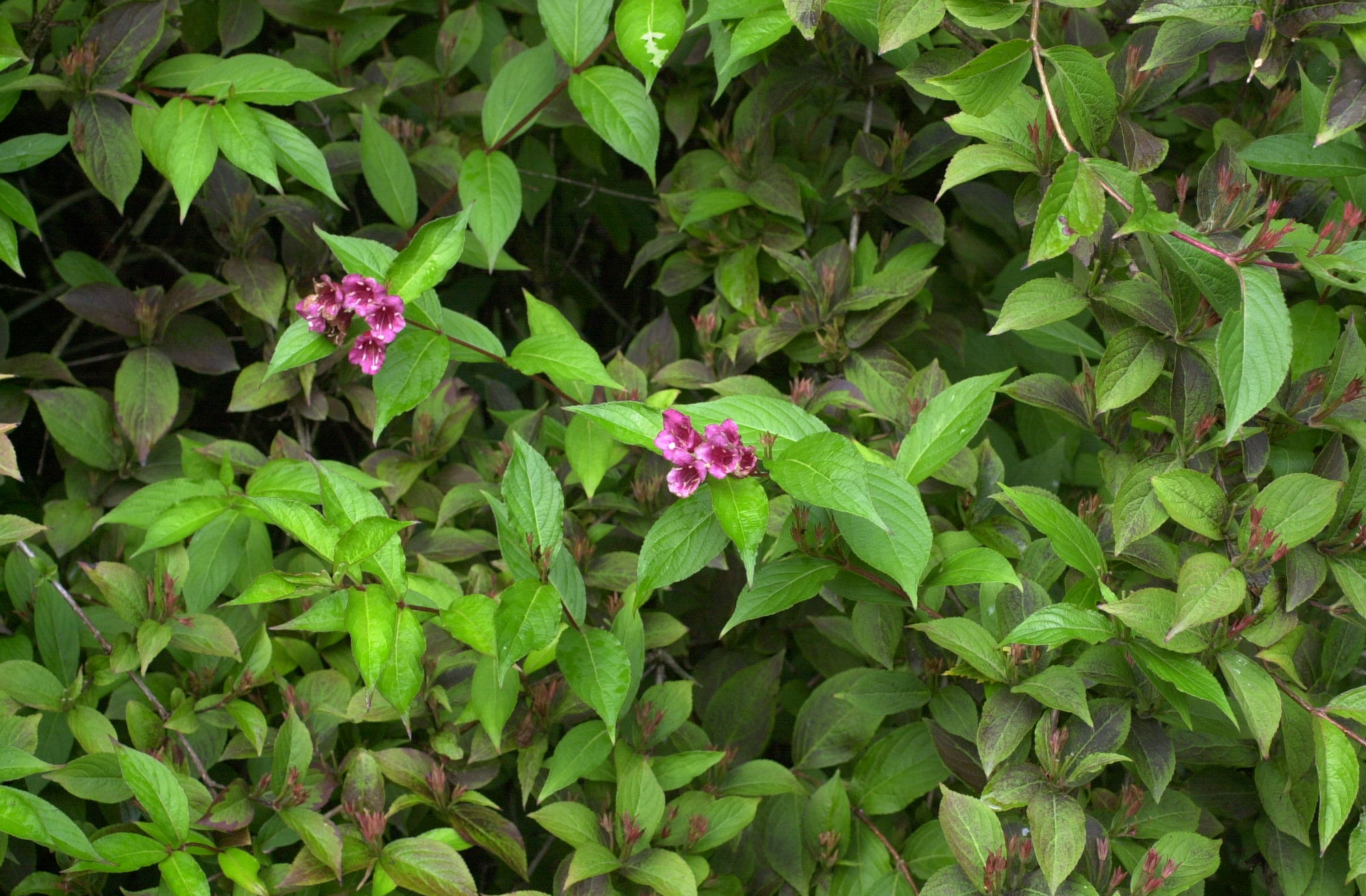 weigelia_florida1md