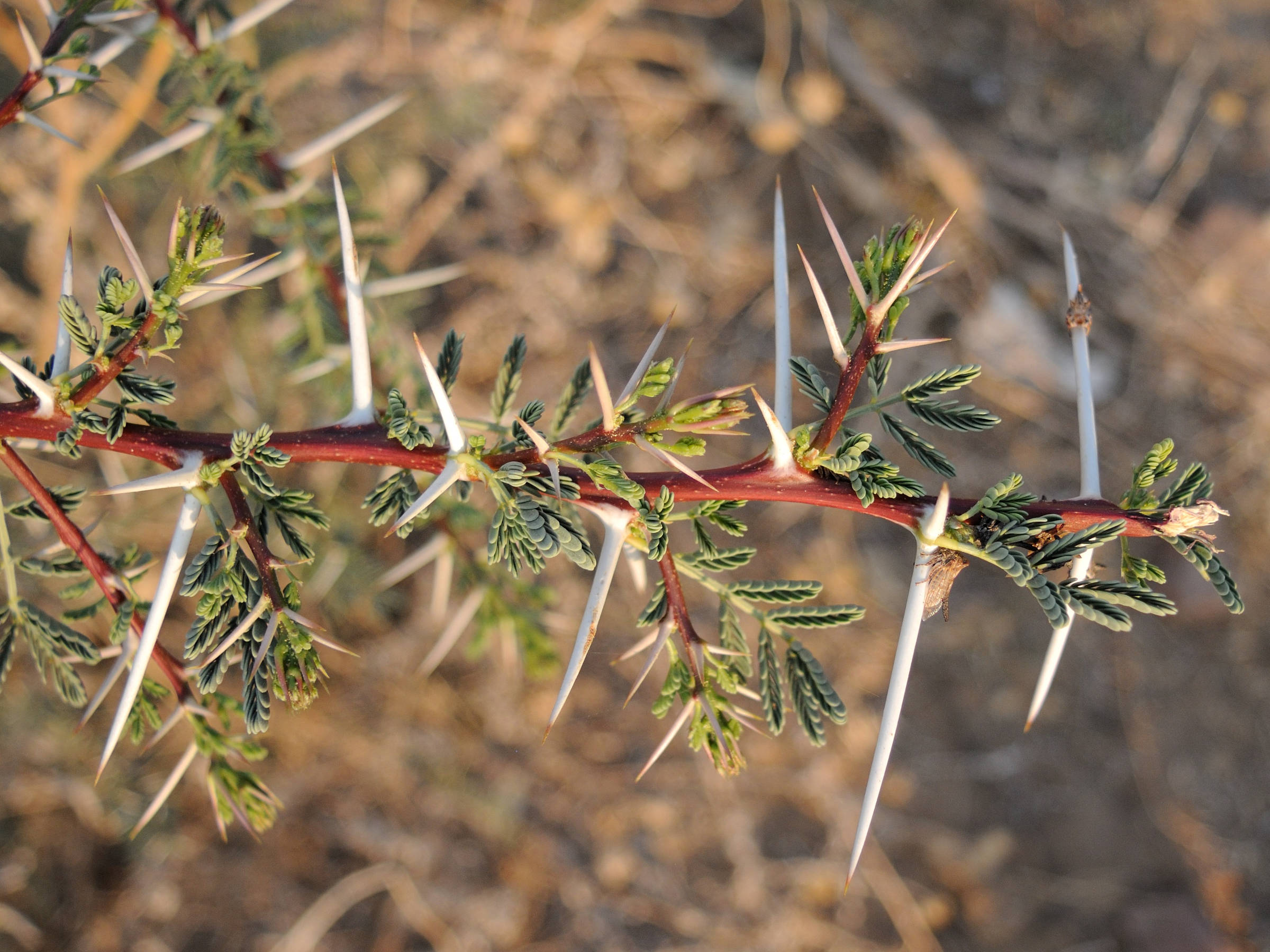 acacia_jacquemontii2md