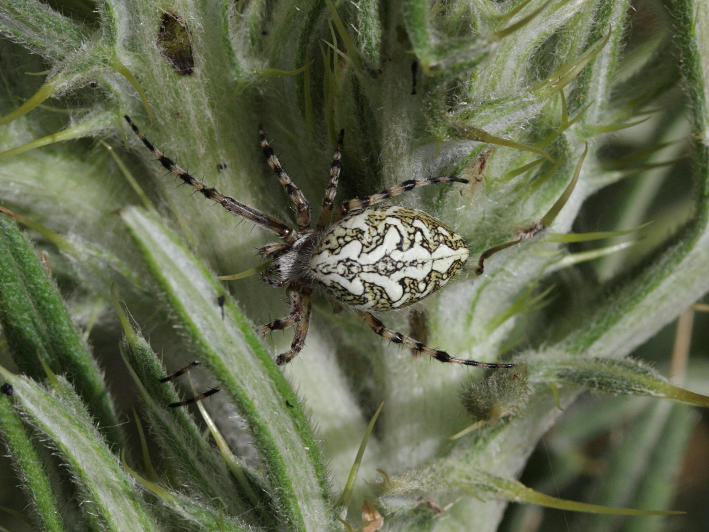 aculepeira_ceropegia1bd