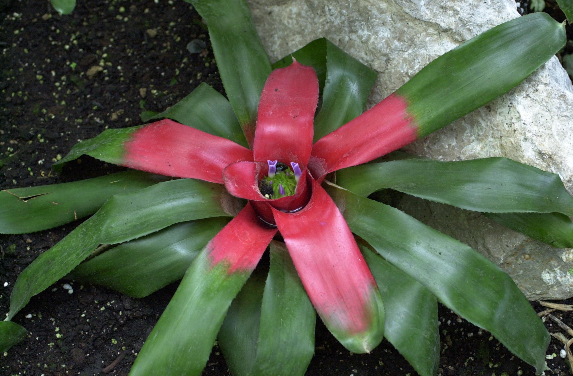 aechmea_fulgens1md