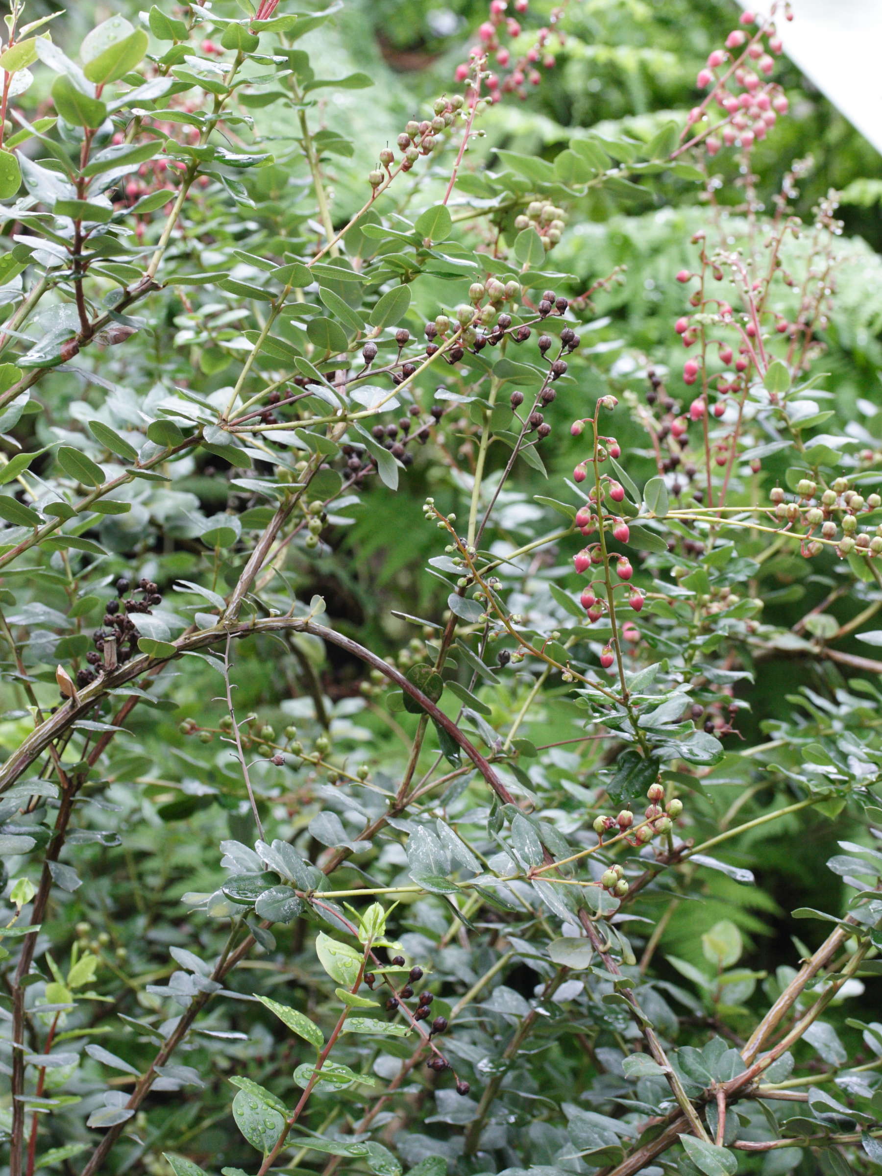 agauria_buxifolia1md