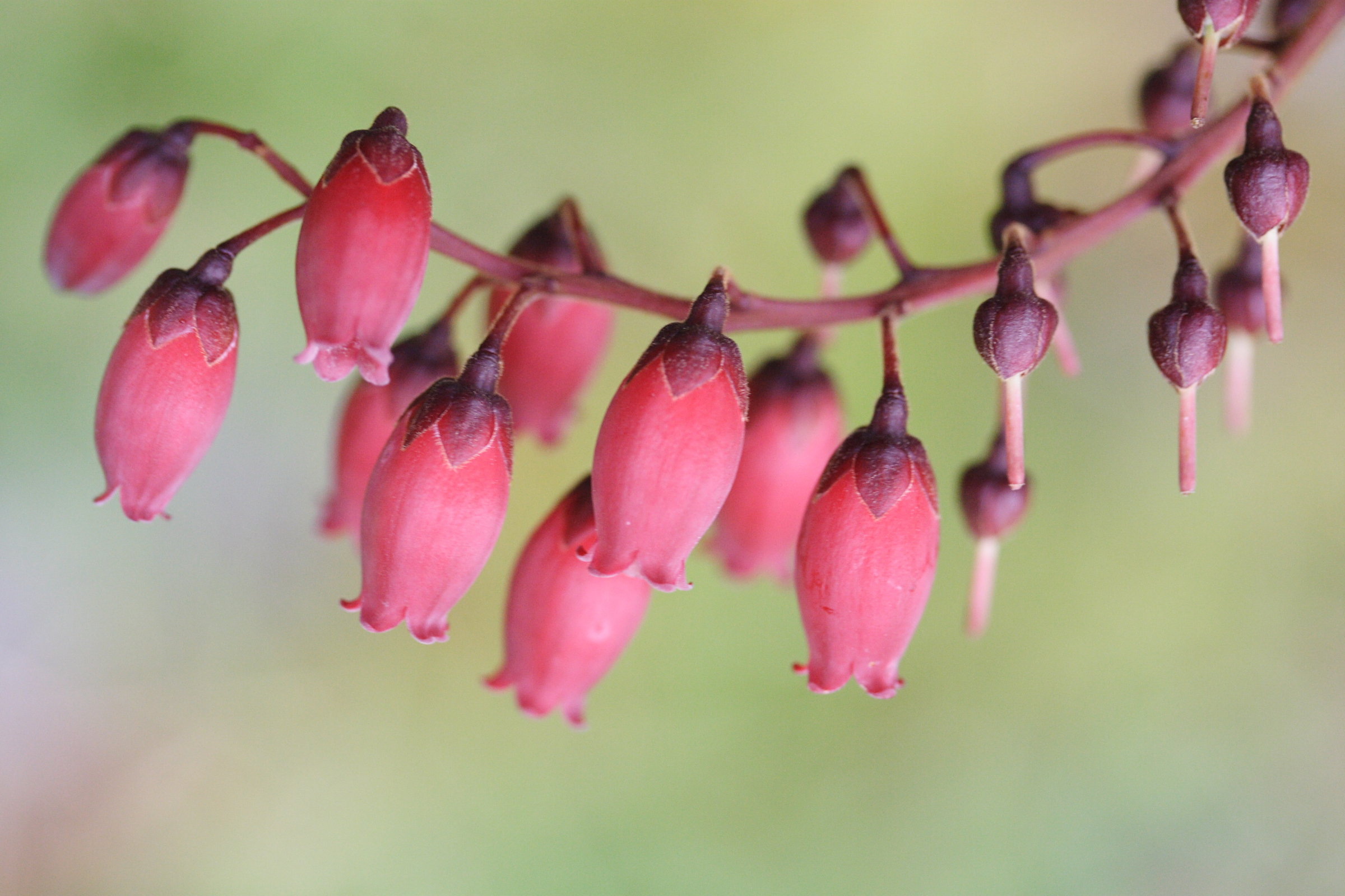 agauria_buxifolia4md