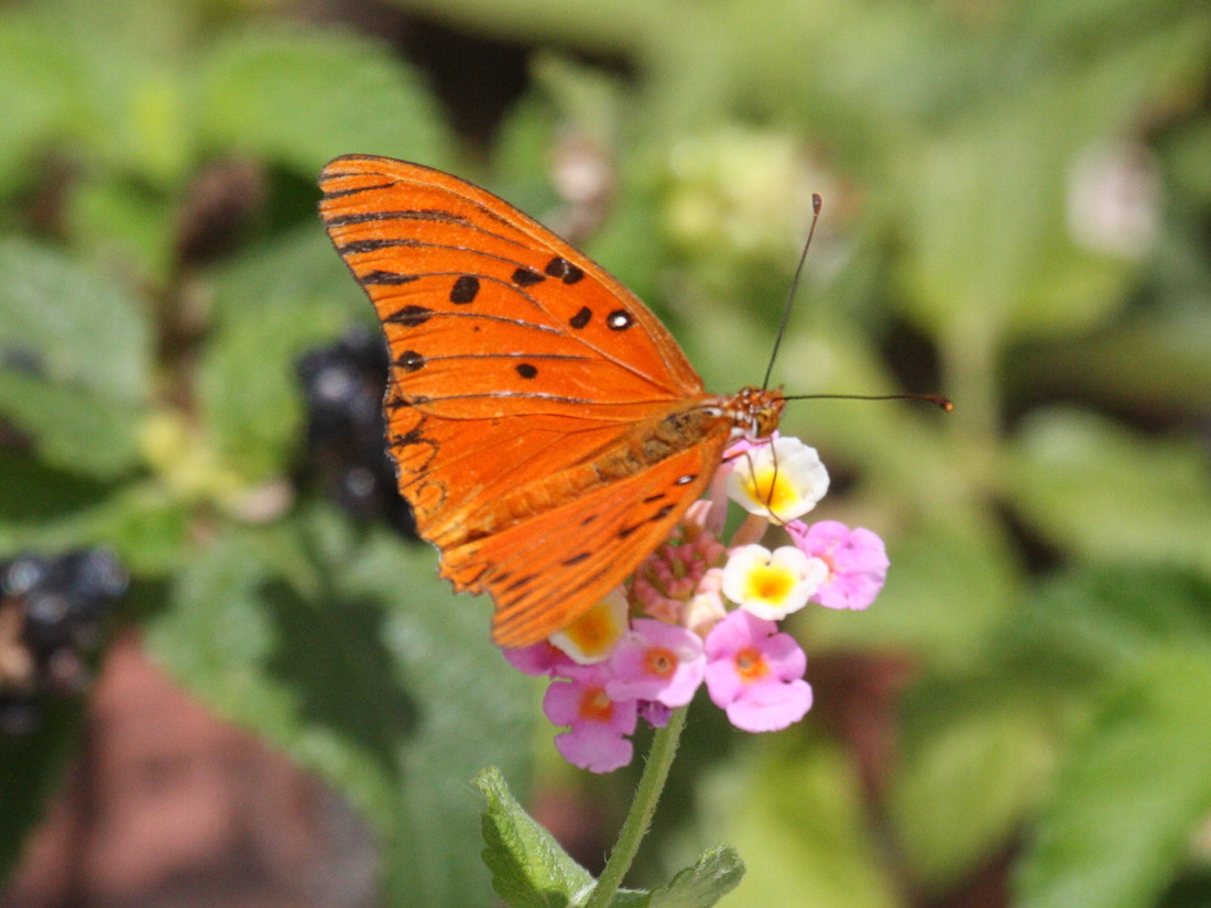 Agraulis_vanillae ssp. vanillae