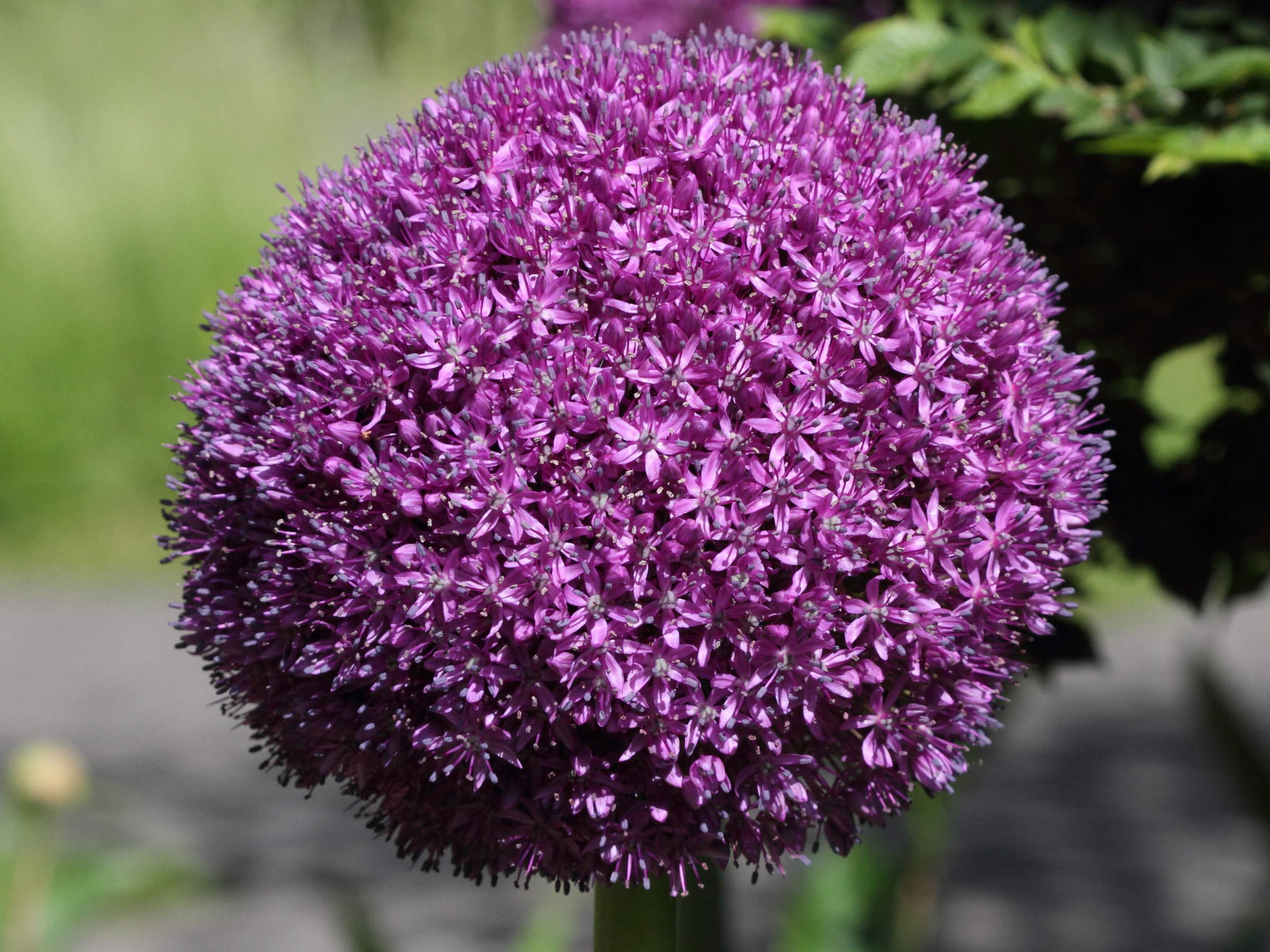 sysbio base de données de systématique allium giganteum ail géant