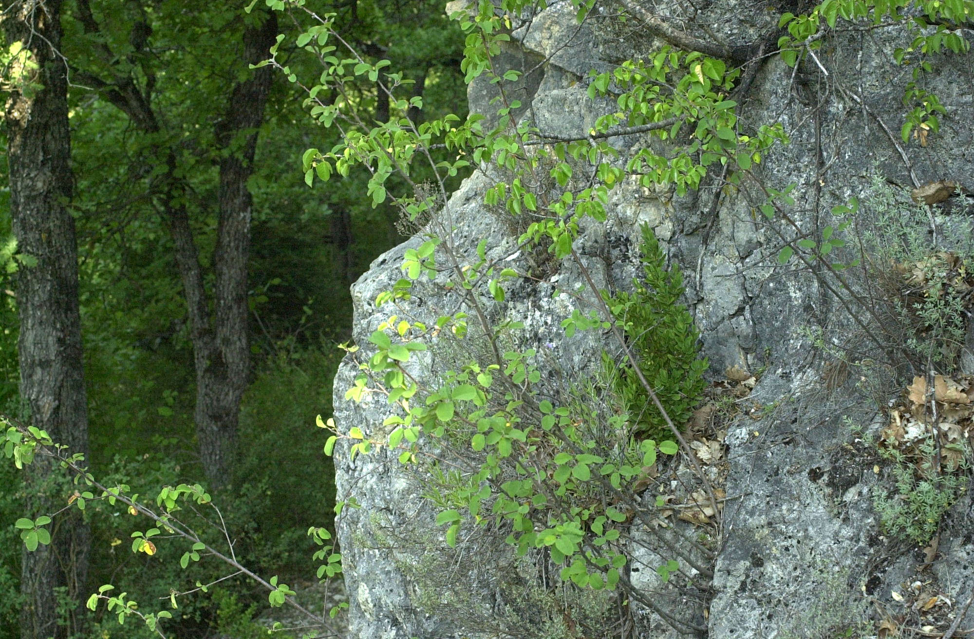 Afficher le média amelanchier_ovalis1bmd amelanchier_ovalis1bmd