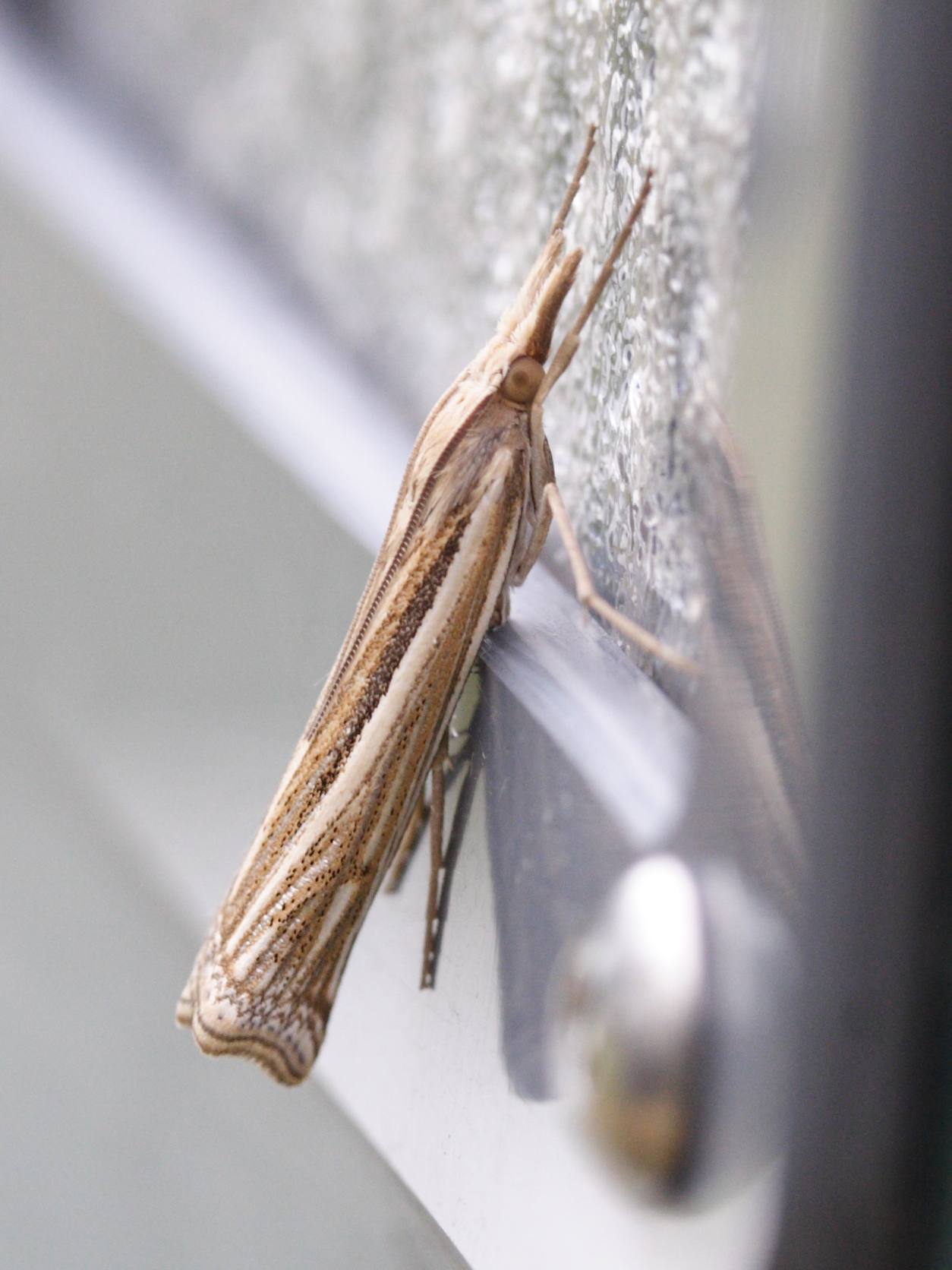 ancylolomia_tentaculella1md