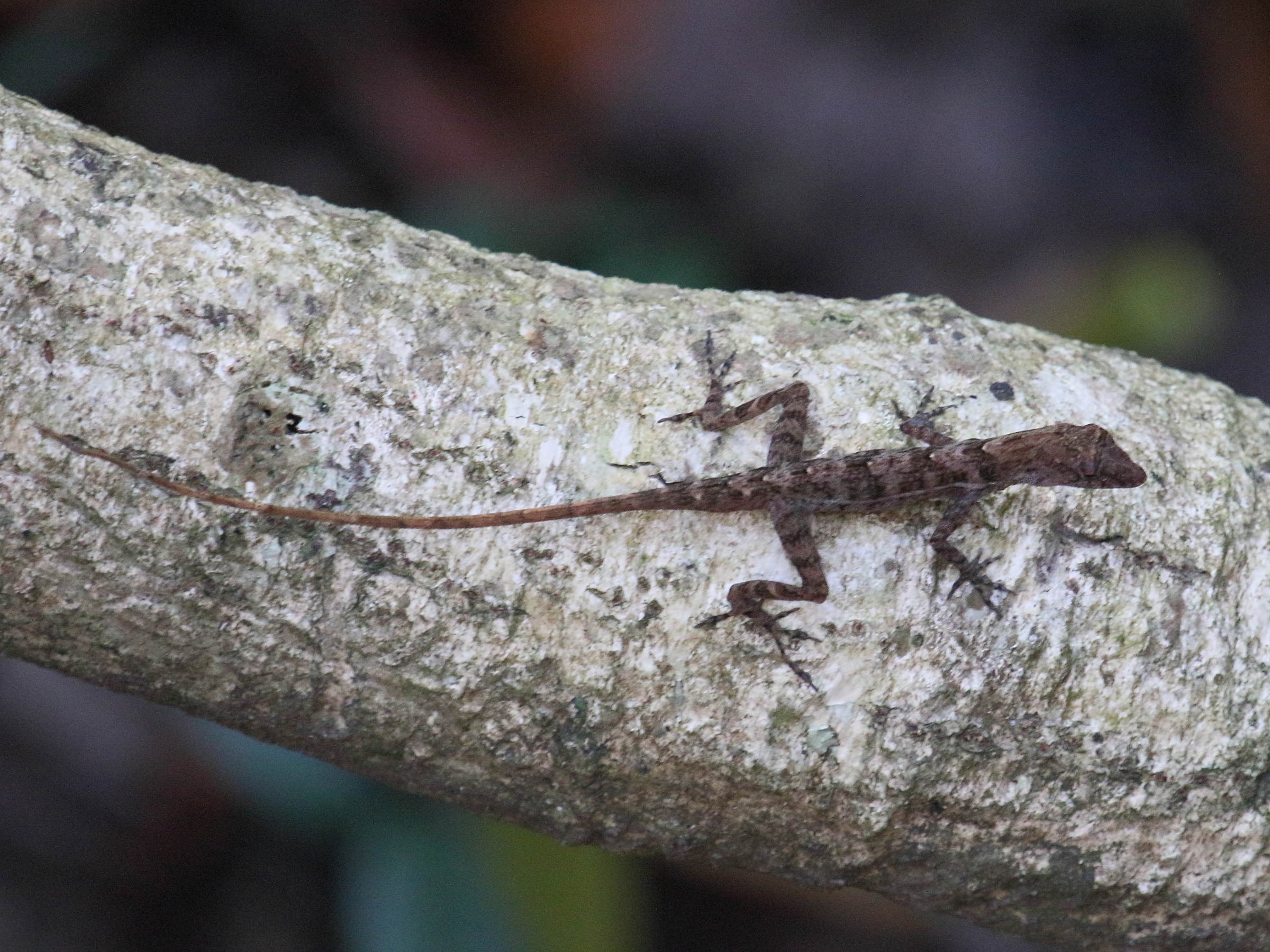 anolis_polylepis1bd