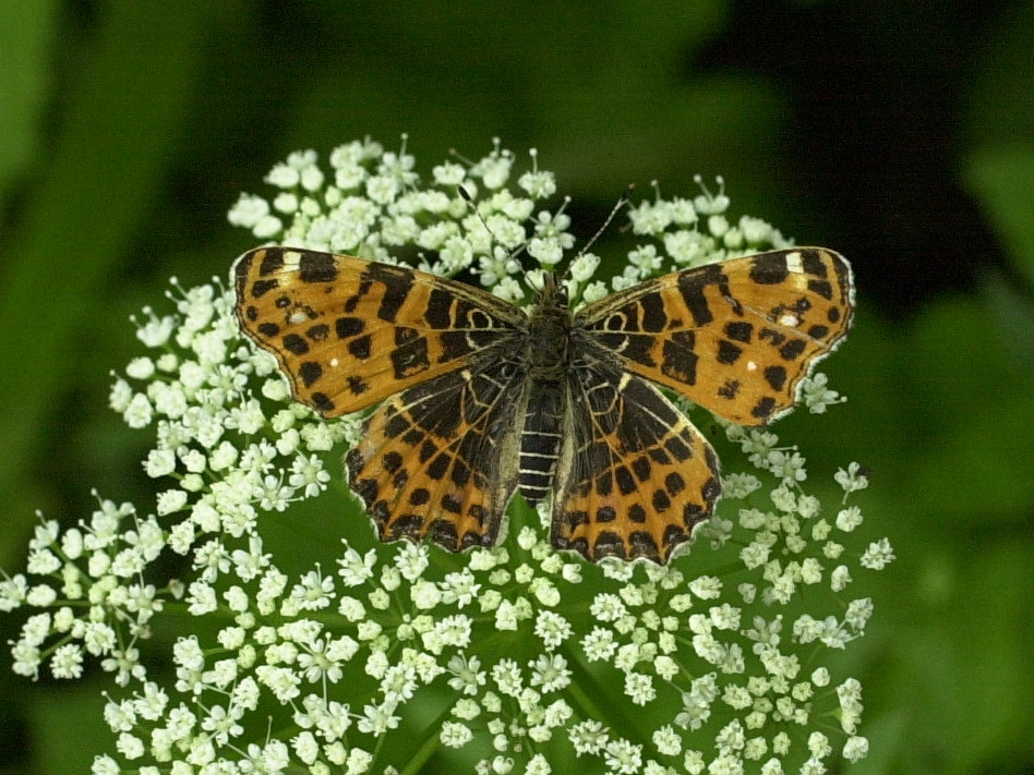 araschnia_levana_levana2md