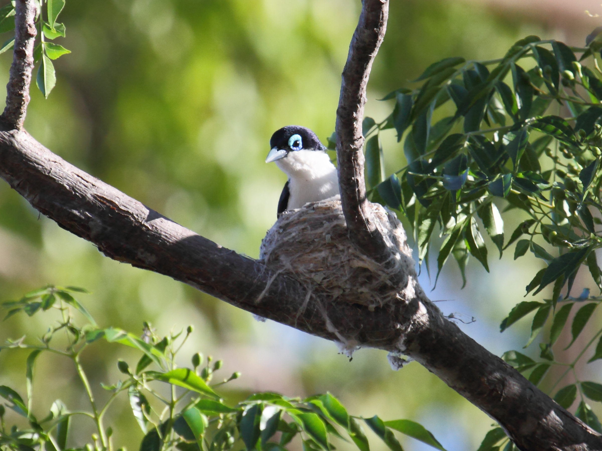 artamie_chabert_-_leptopterus_chabert3bd