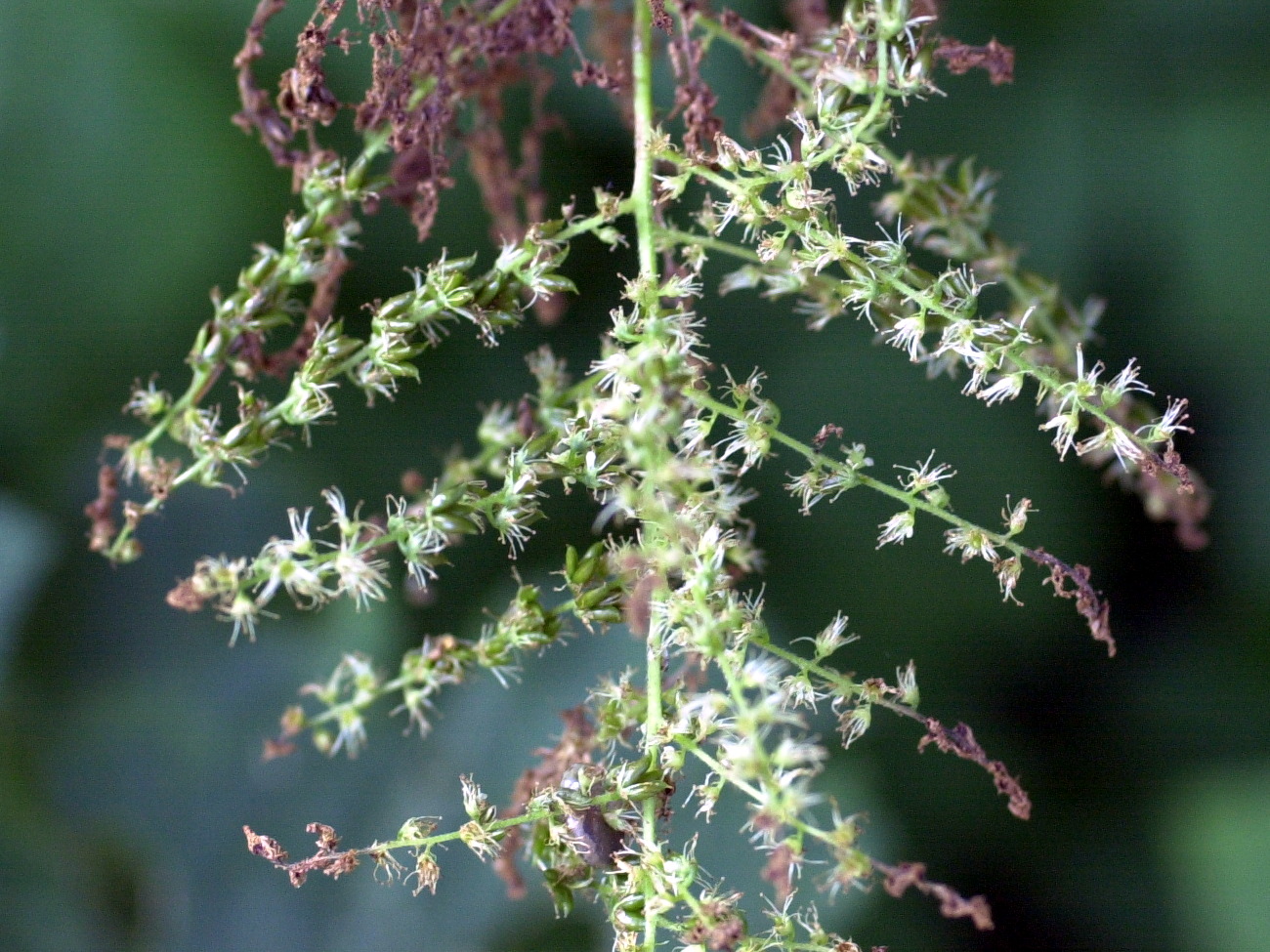aruncus_dioicus2md