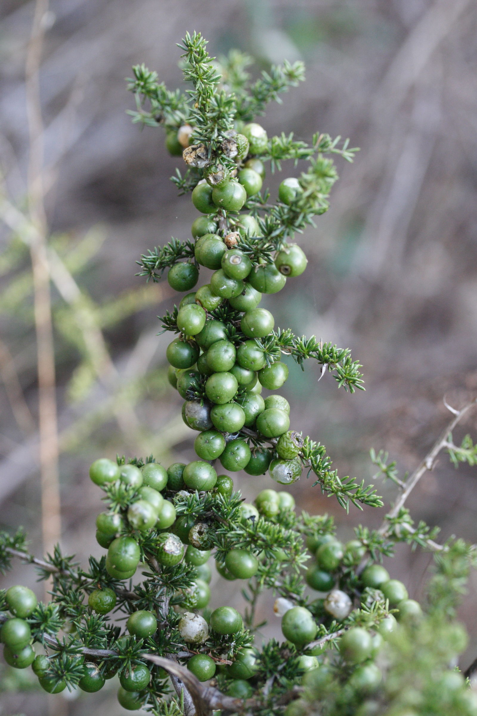 asparagus_acutifolius5md