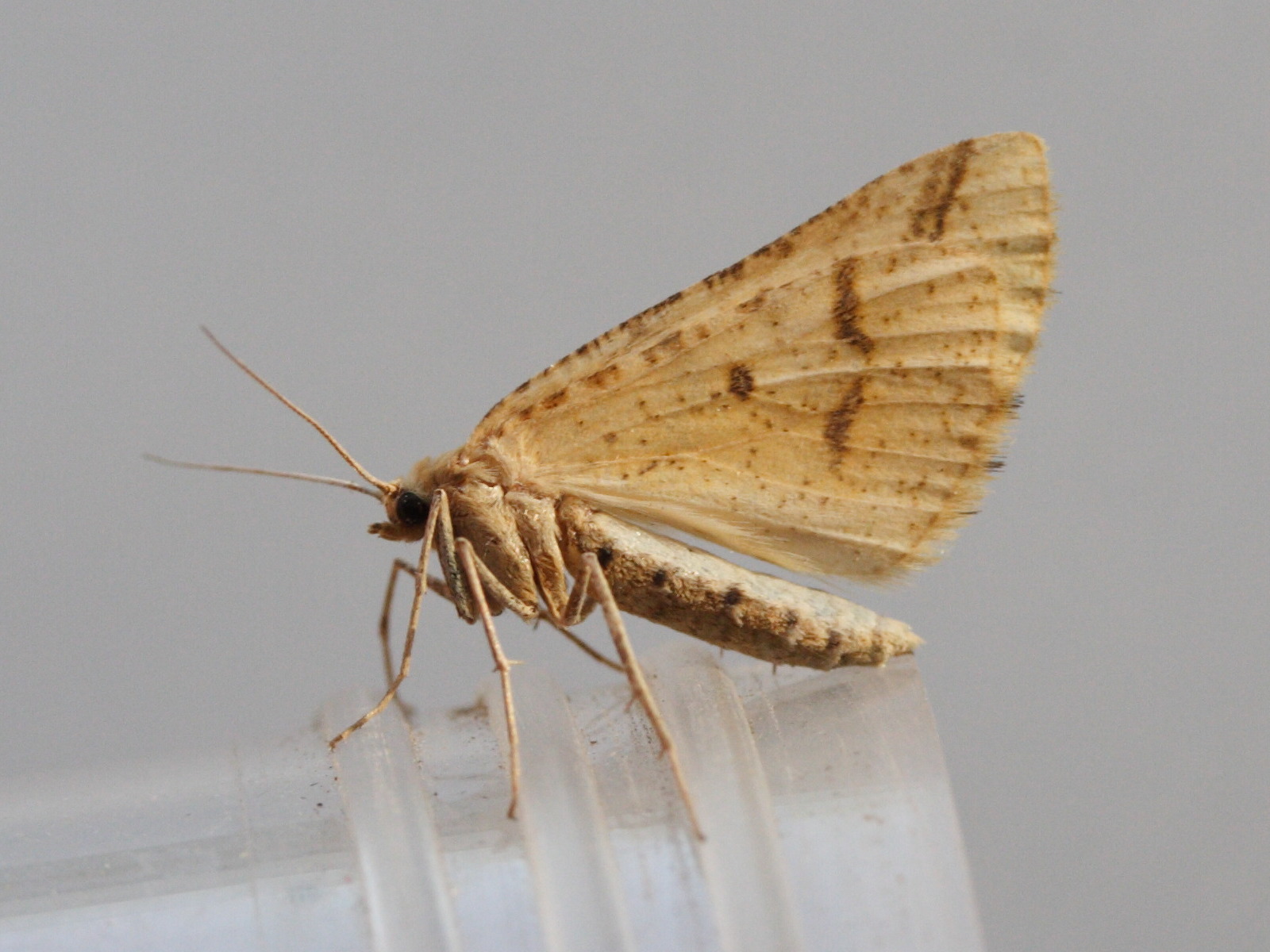 aspitates_ochrearia1md