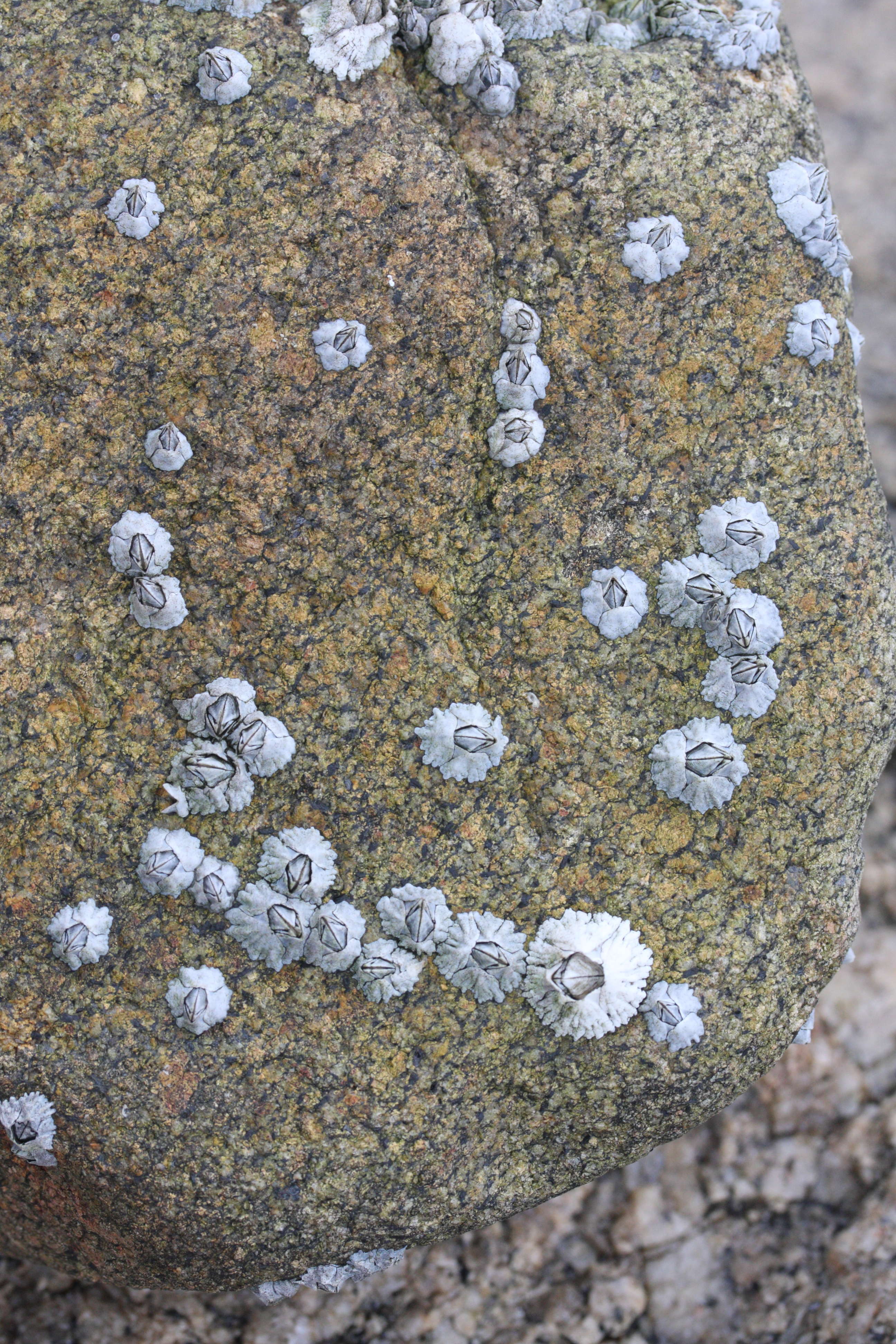 Austrominius_modestus