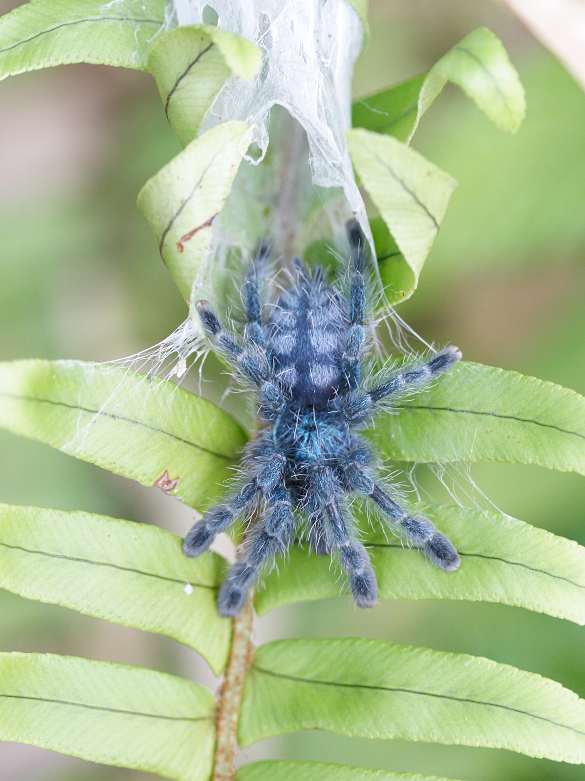 avicularia_versicolor1md
