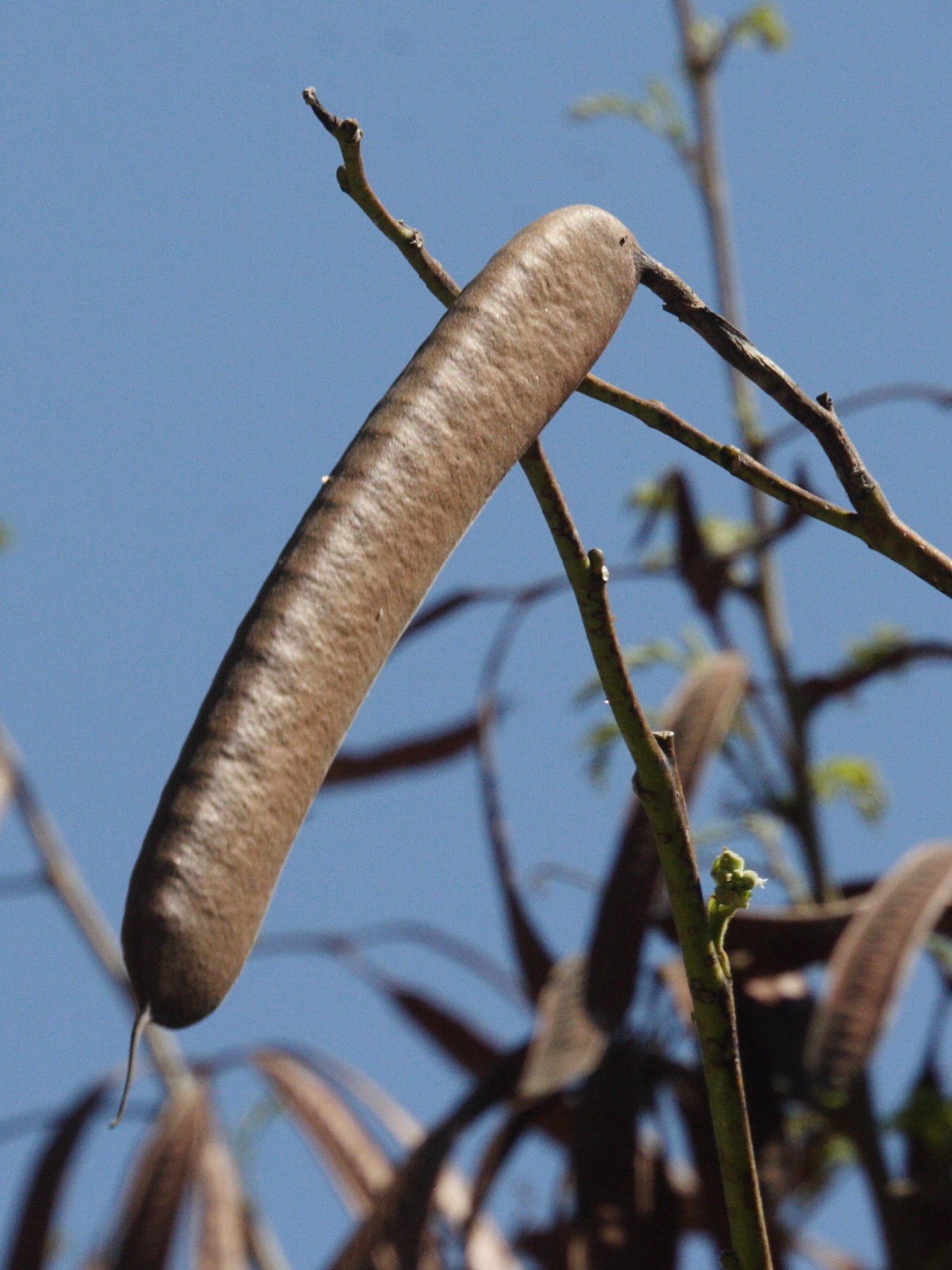 bauhinia_monandra4md