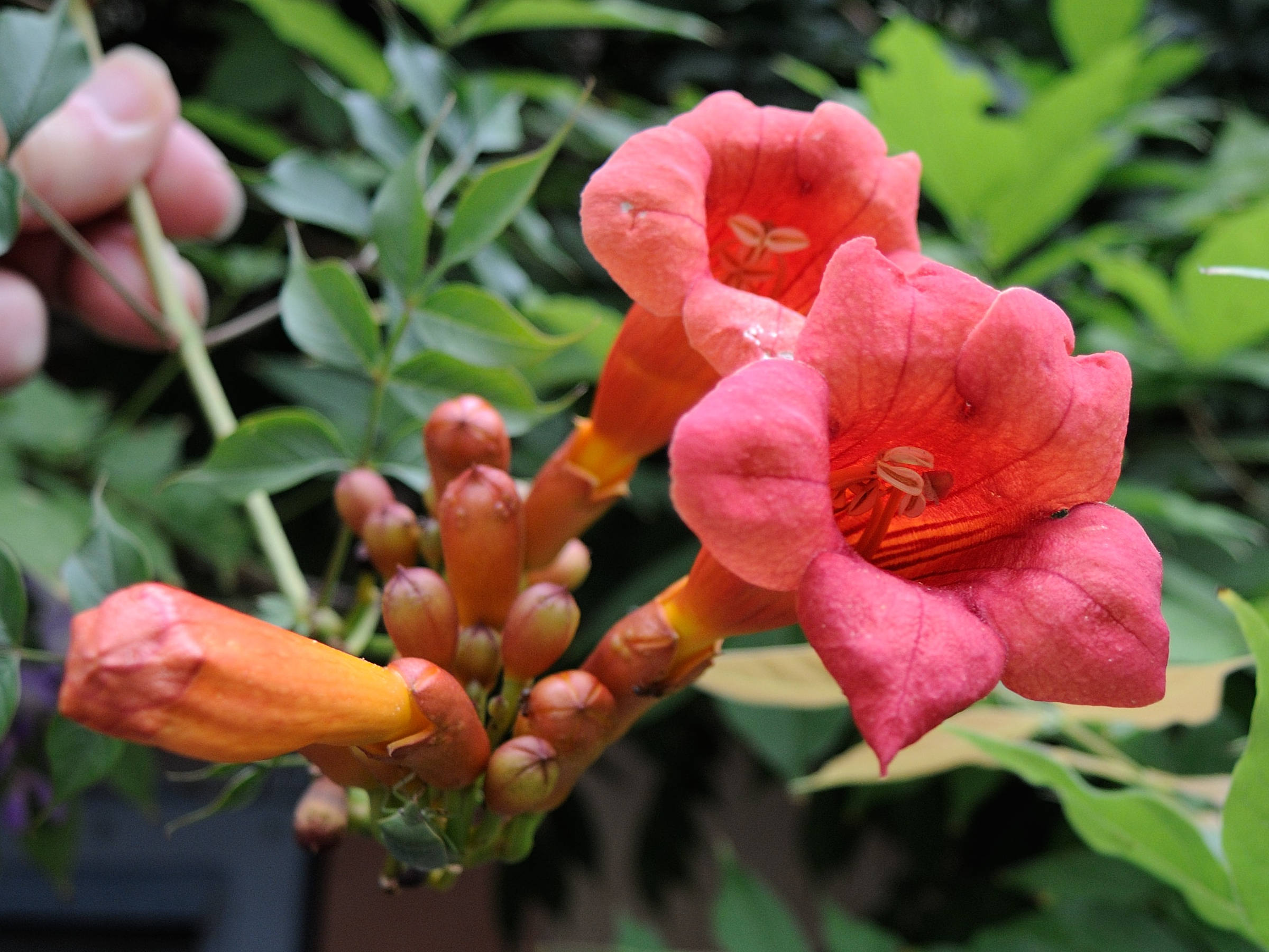 Afficher le média bignonia_grandiflora3md bignonia_grandiflora3md