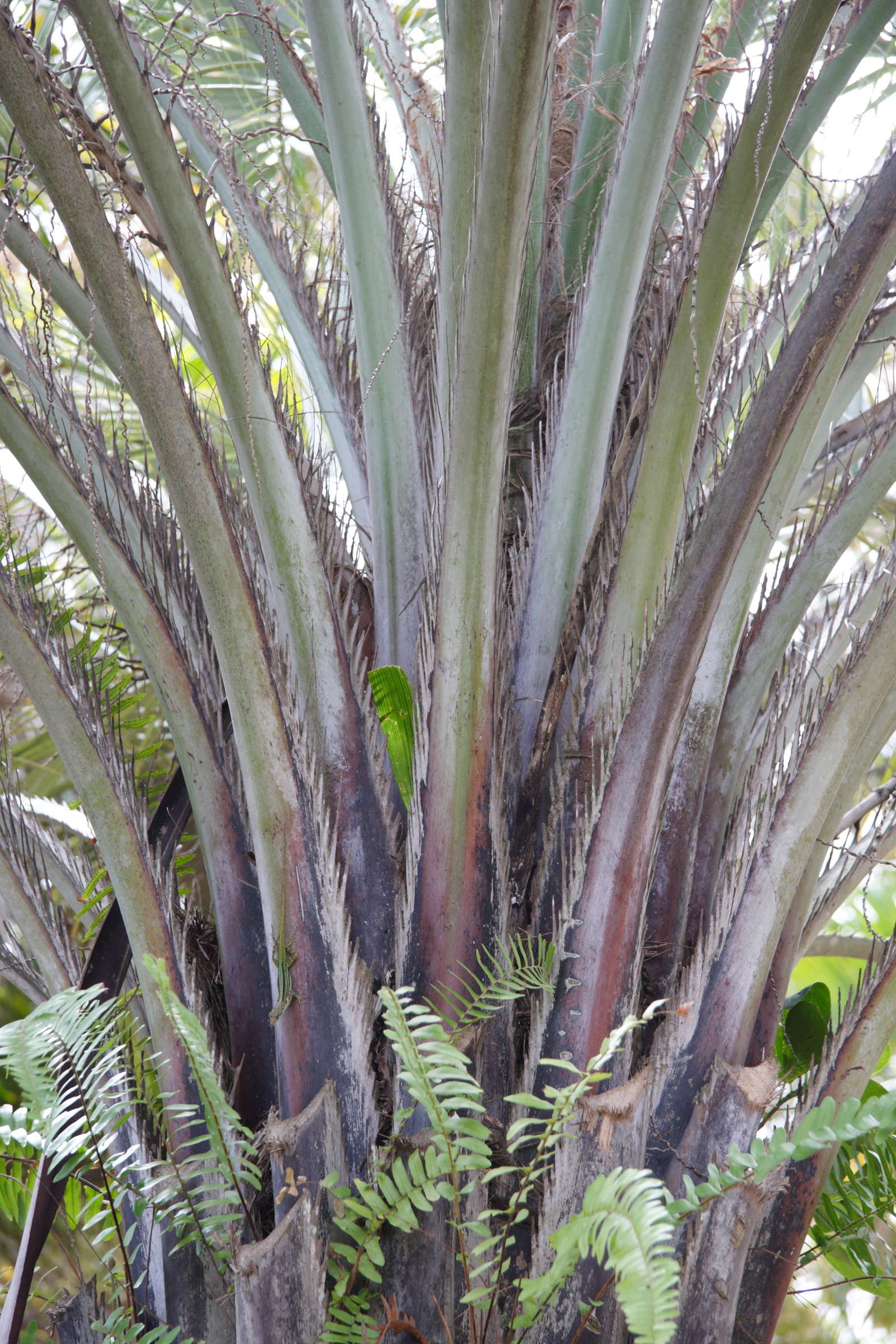 butia_capitata2md
