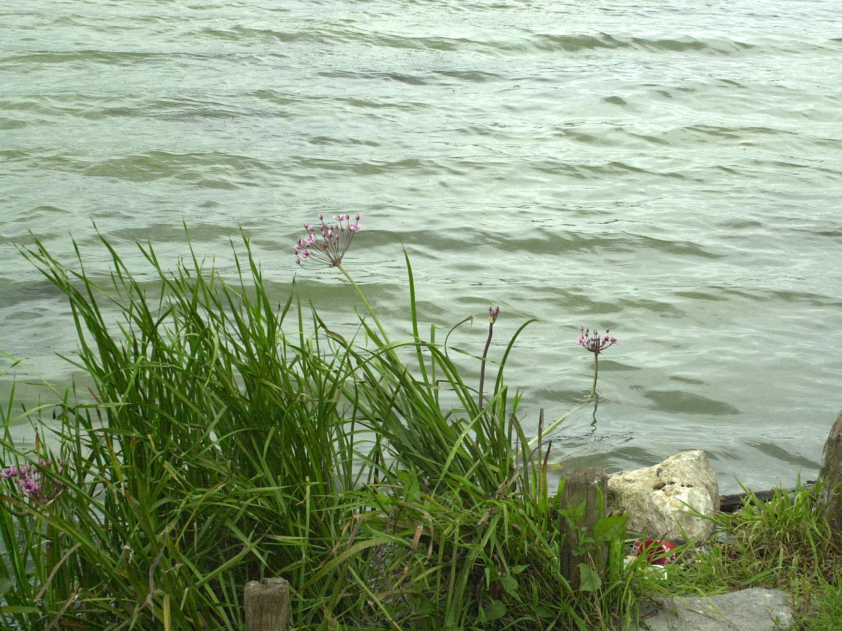 butomus_umbellatus1bd