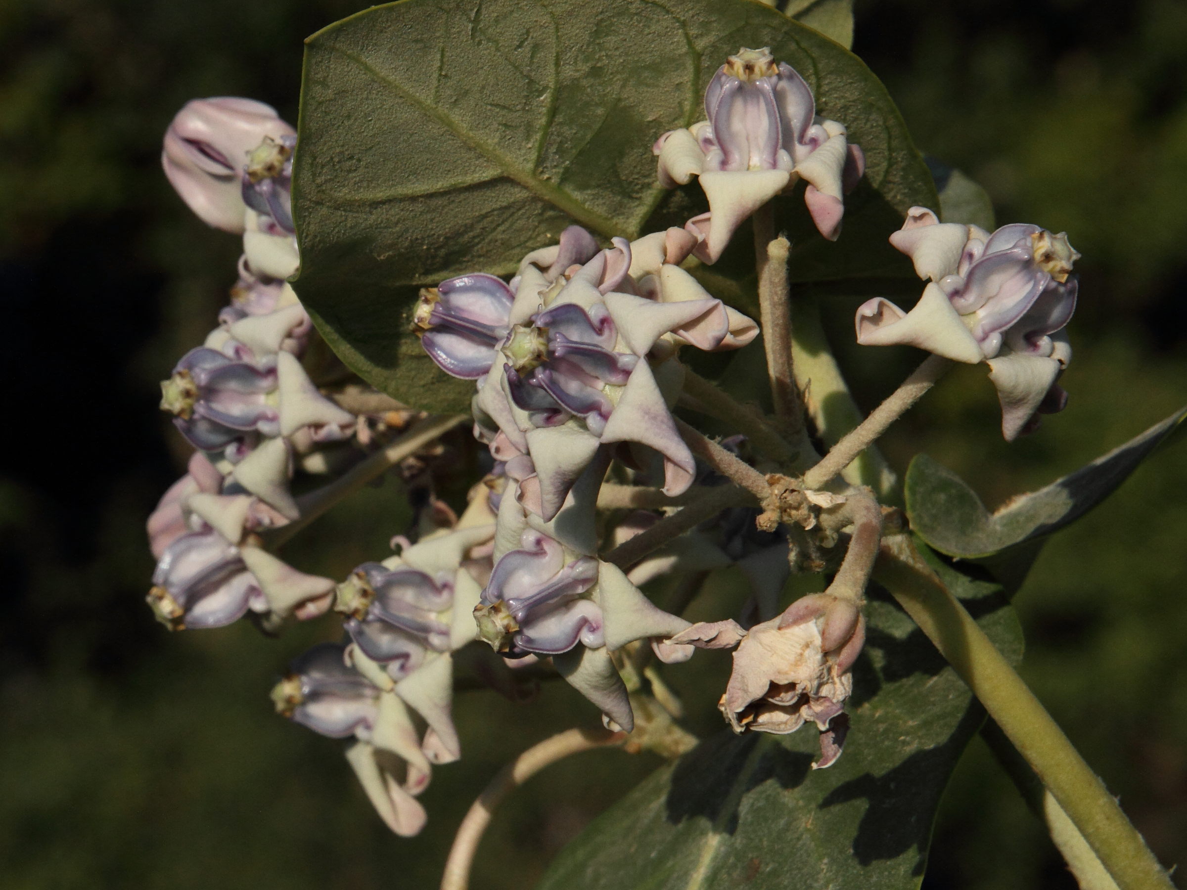 calotropis_procera4md