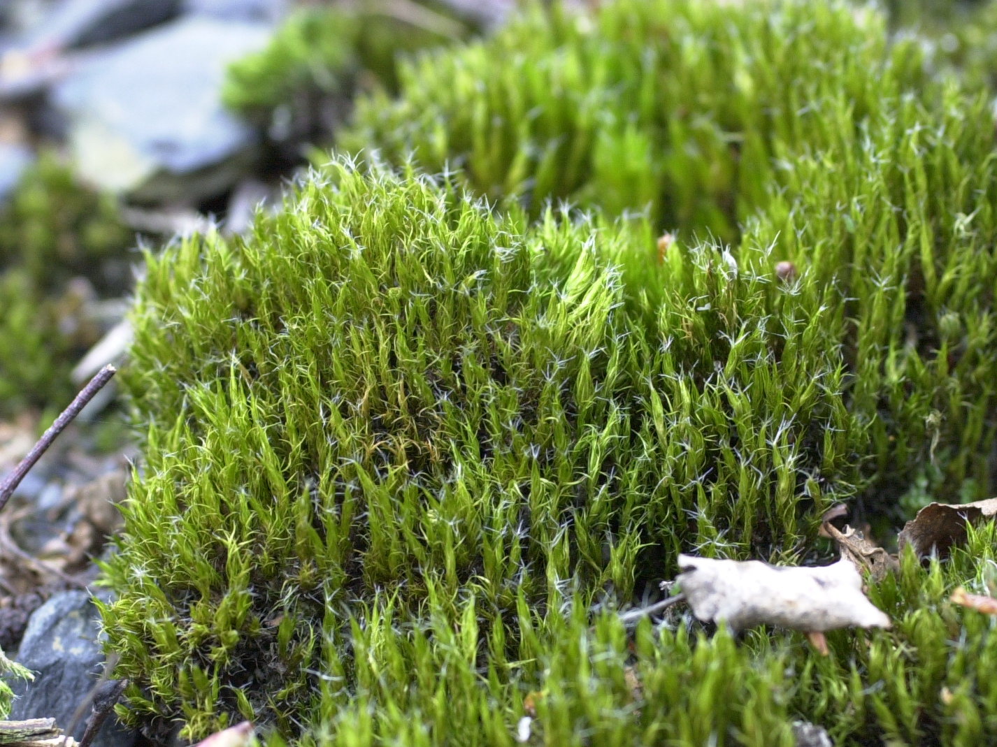 campylopus_introflexus1md