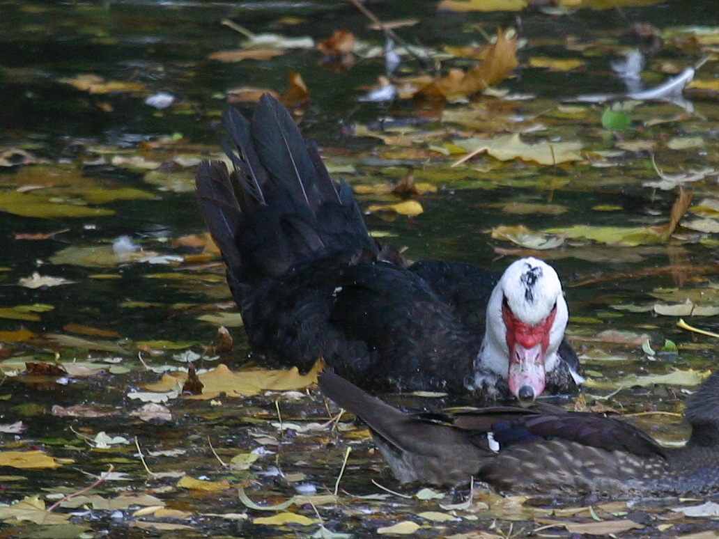 canard_de_barbarie_-_cairina_moschata2bd