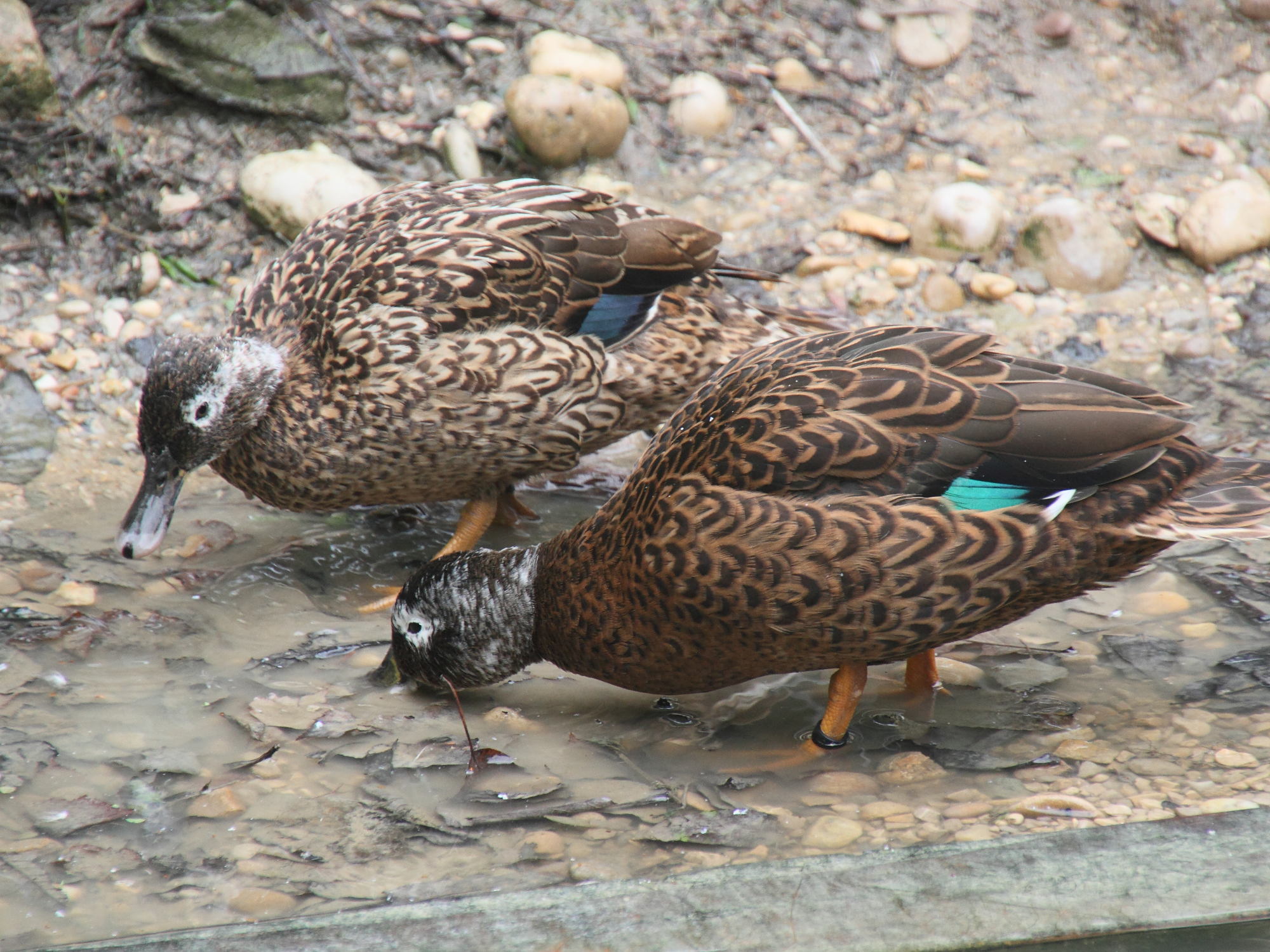 canard_de_laysan_-_anas_laysanensis2md