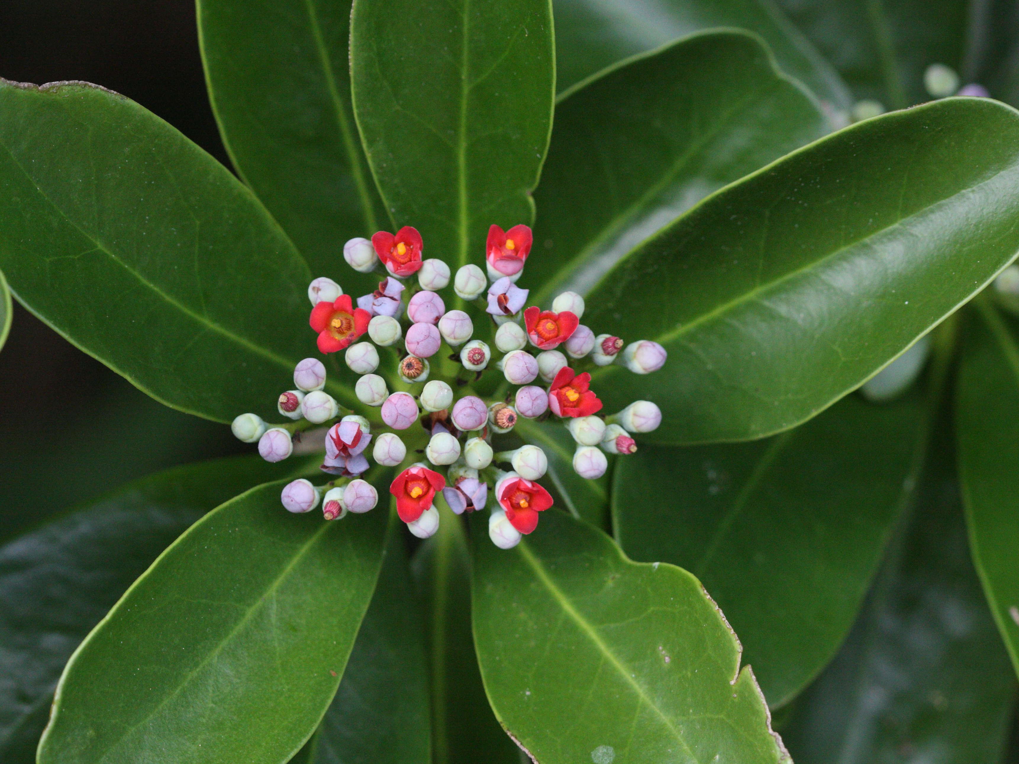 canella_winterana4md