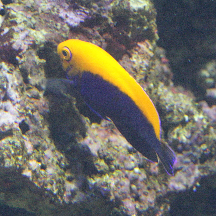 centropyge_aurantonotus1bd