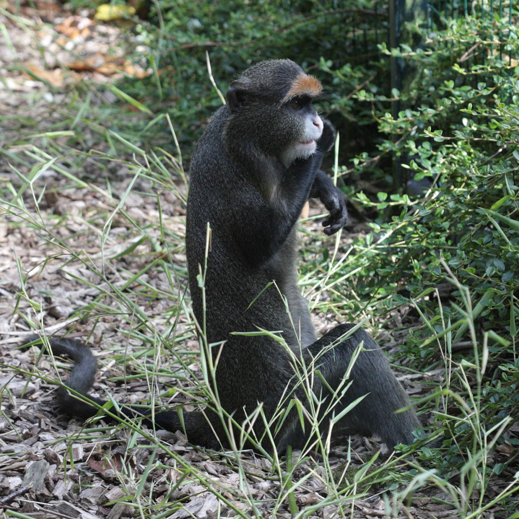 cercopithecus_neglectus1bd