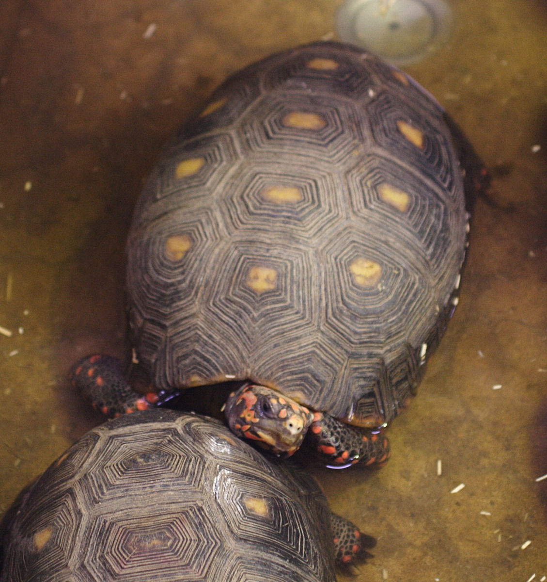 chelonoidis_carbonaria2md