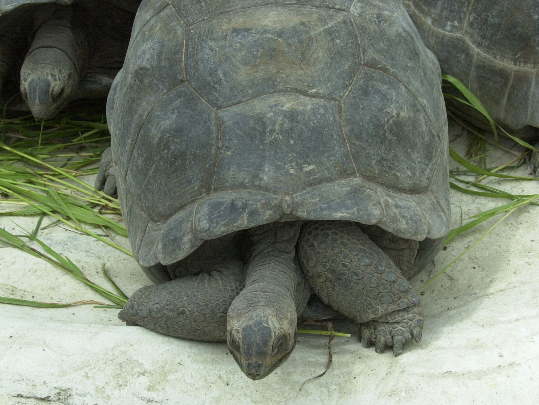 chelonoidis_nigra3md