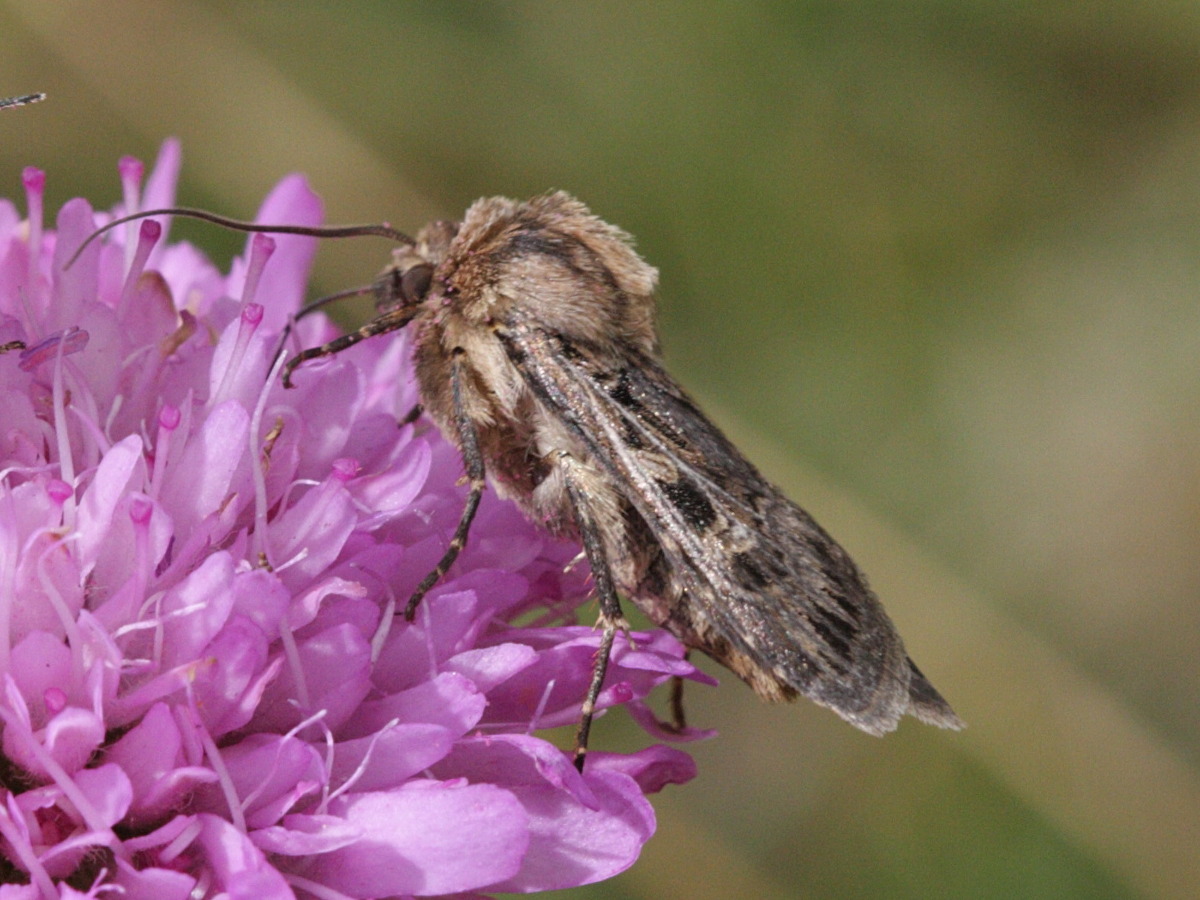 chersotis_alpestris2bd