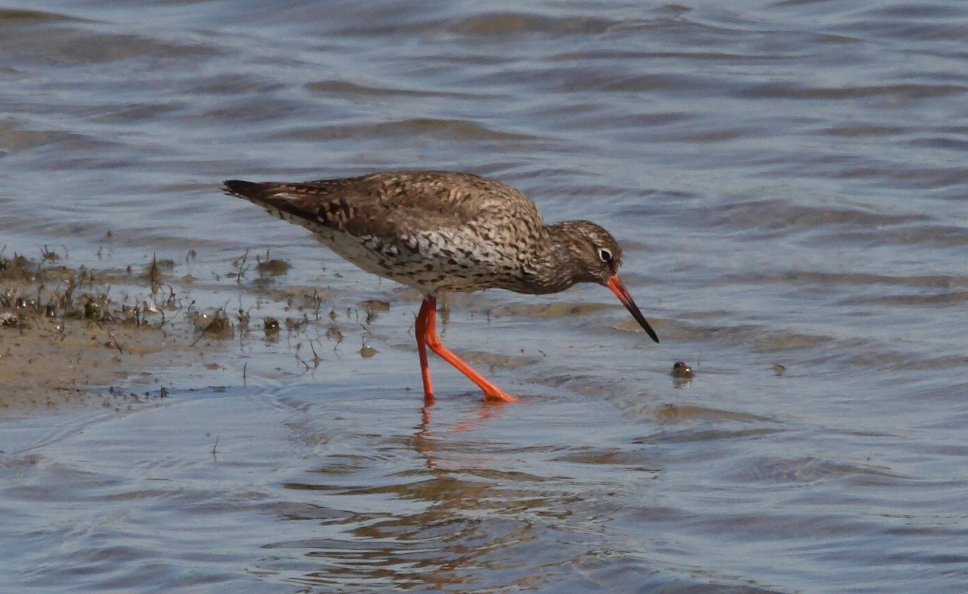 chevalier_gambette_-_tringa_totanus1bd