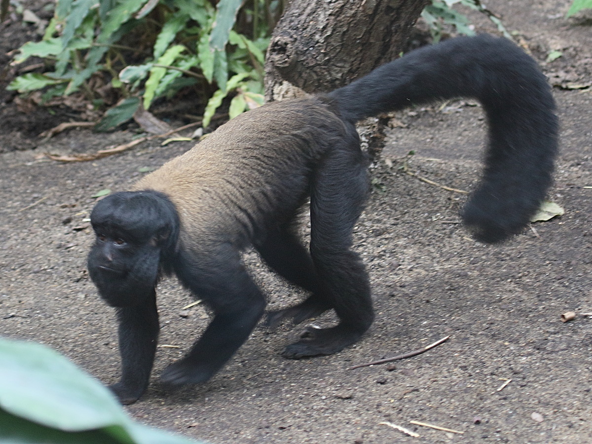 chiropotes_chiropotes2bd