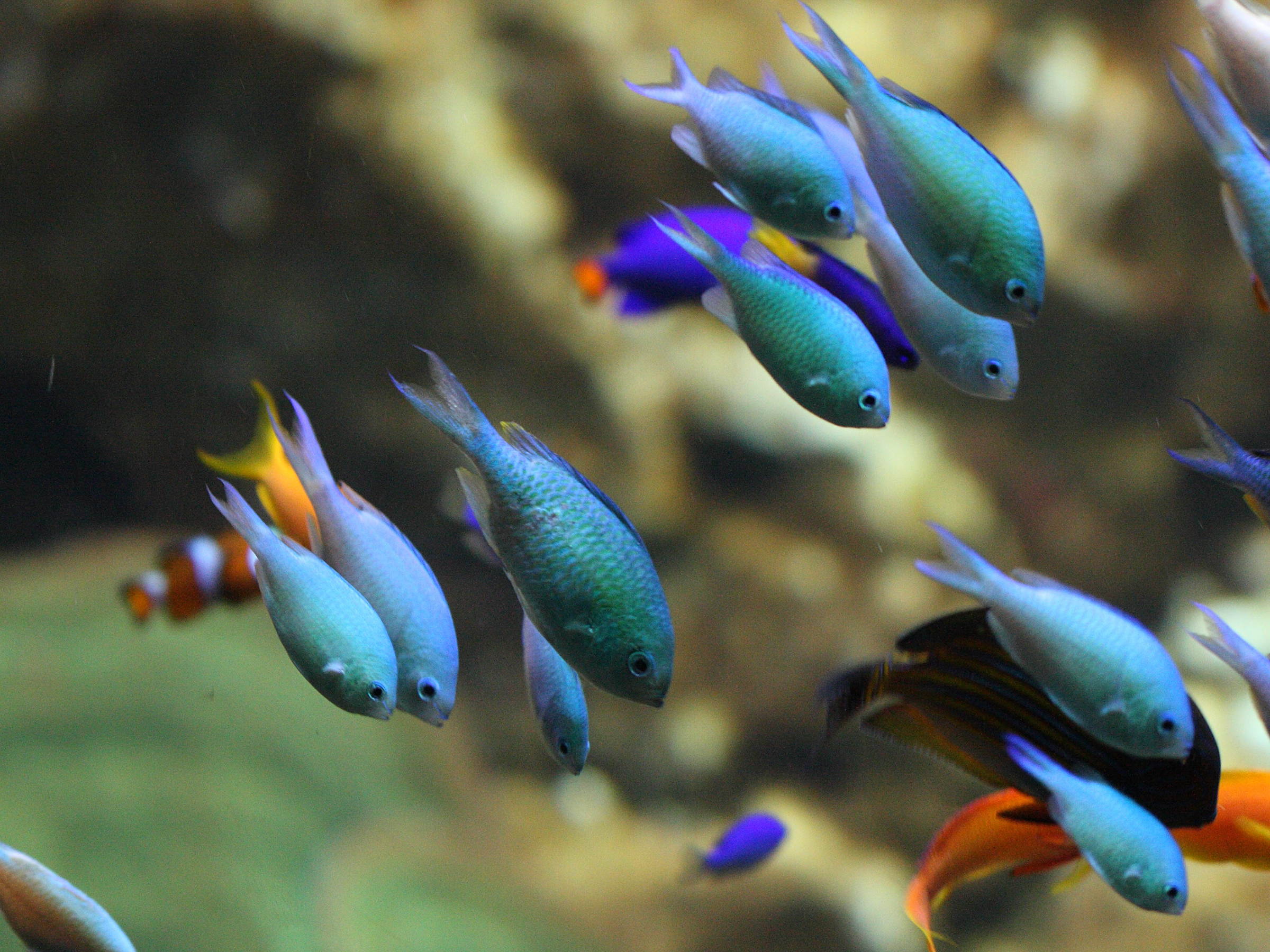chromis_viridis1bd